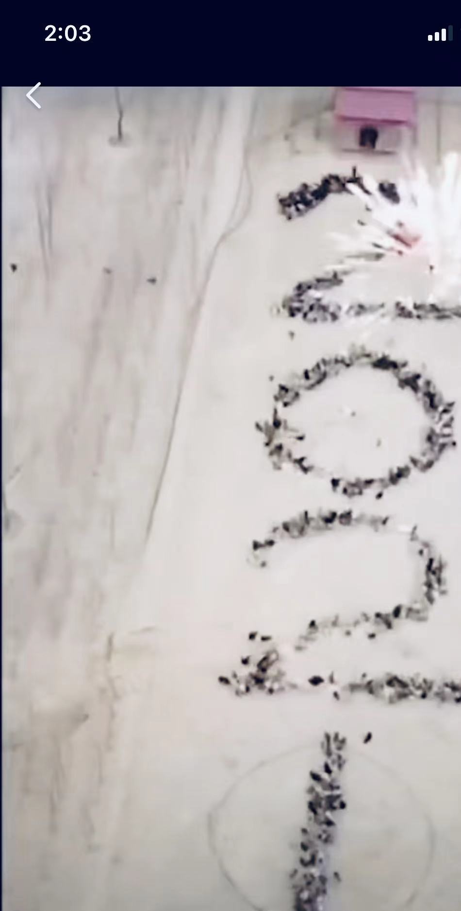 4千|小伙指挥4千只鸡摆出牛气冲天 在平凡的工作中找寻快乐的味道