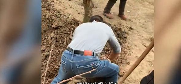 挖出|湖北男子挖出10年陈酿过新年 网友：不知道的以为在挖战壕