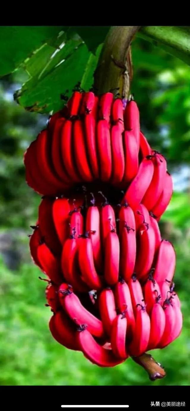 山里香蕉太多没人要,小伙挑了一棵在树上自然熟金灿灿带回家