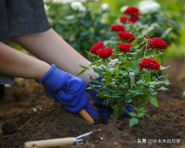 花開不斷的月季如何施肥(月季常見的肥料有哪些?