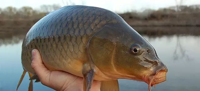 野钓鲤鱼的实战用饵经验都是干货