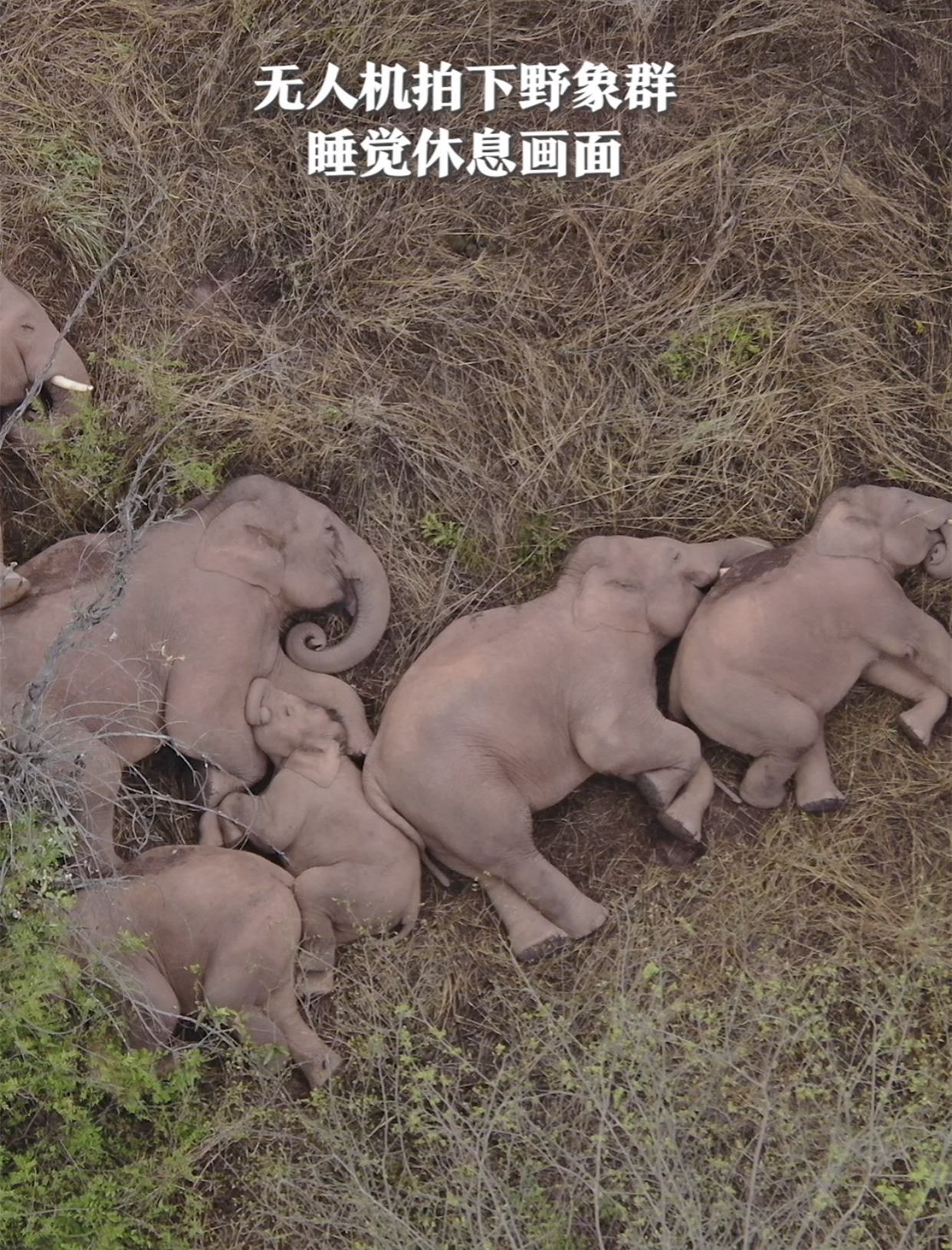 还有一些人云亦云的自媒体,不经调查的科普栏目,很多地方都是说大象站