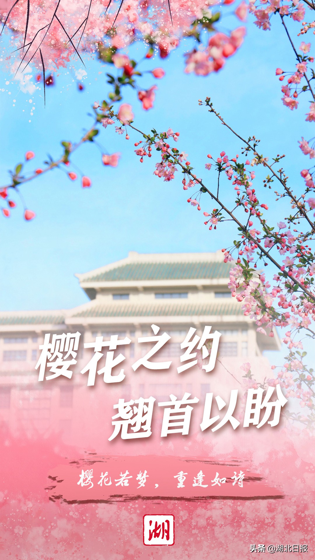 武大樱花季抗疫专场樱花若梦重逢如诗
