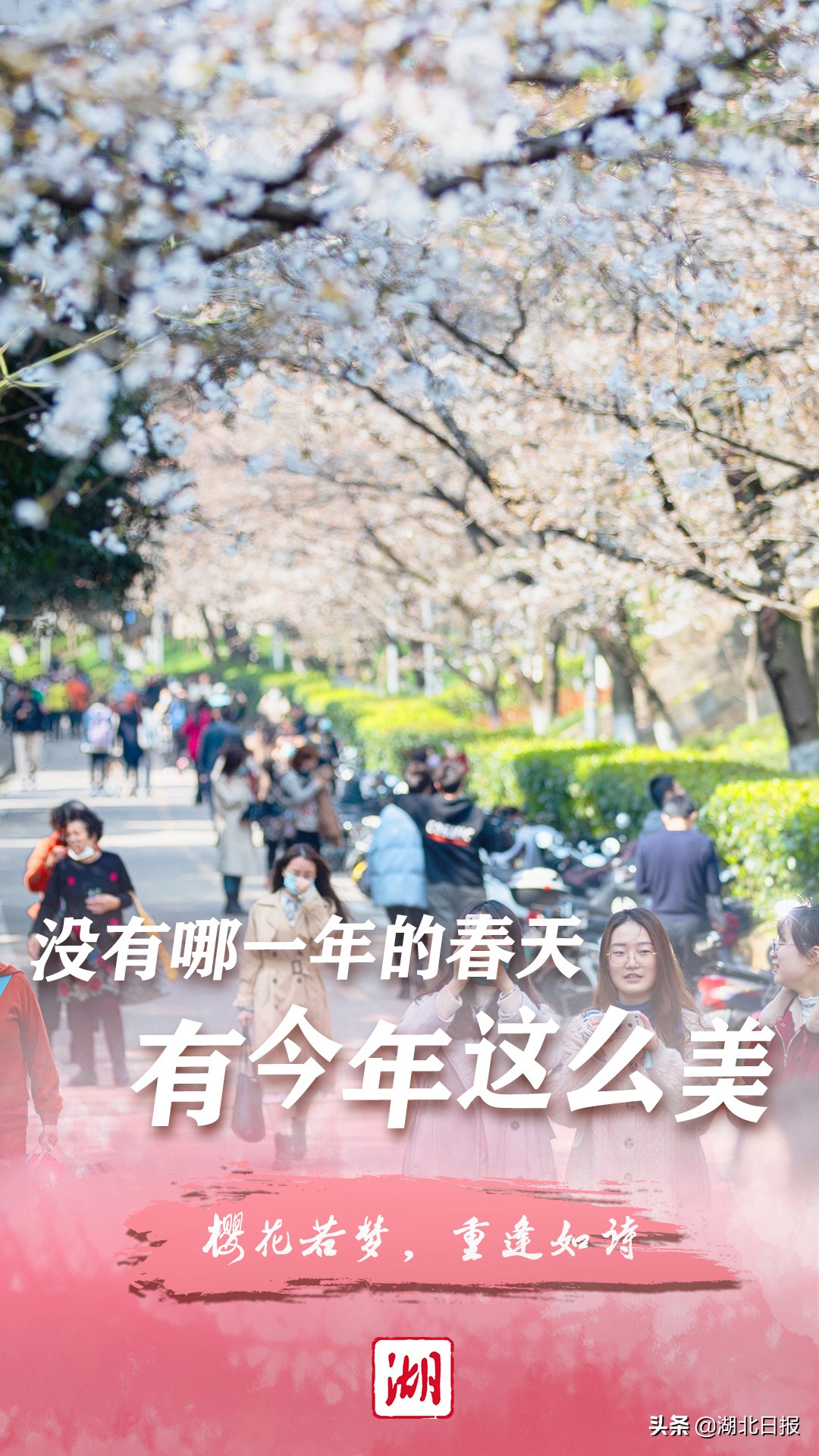 武大樱花季抗疫专场樱花若梦重逢如诗