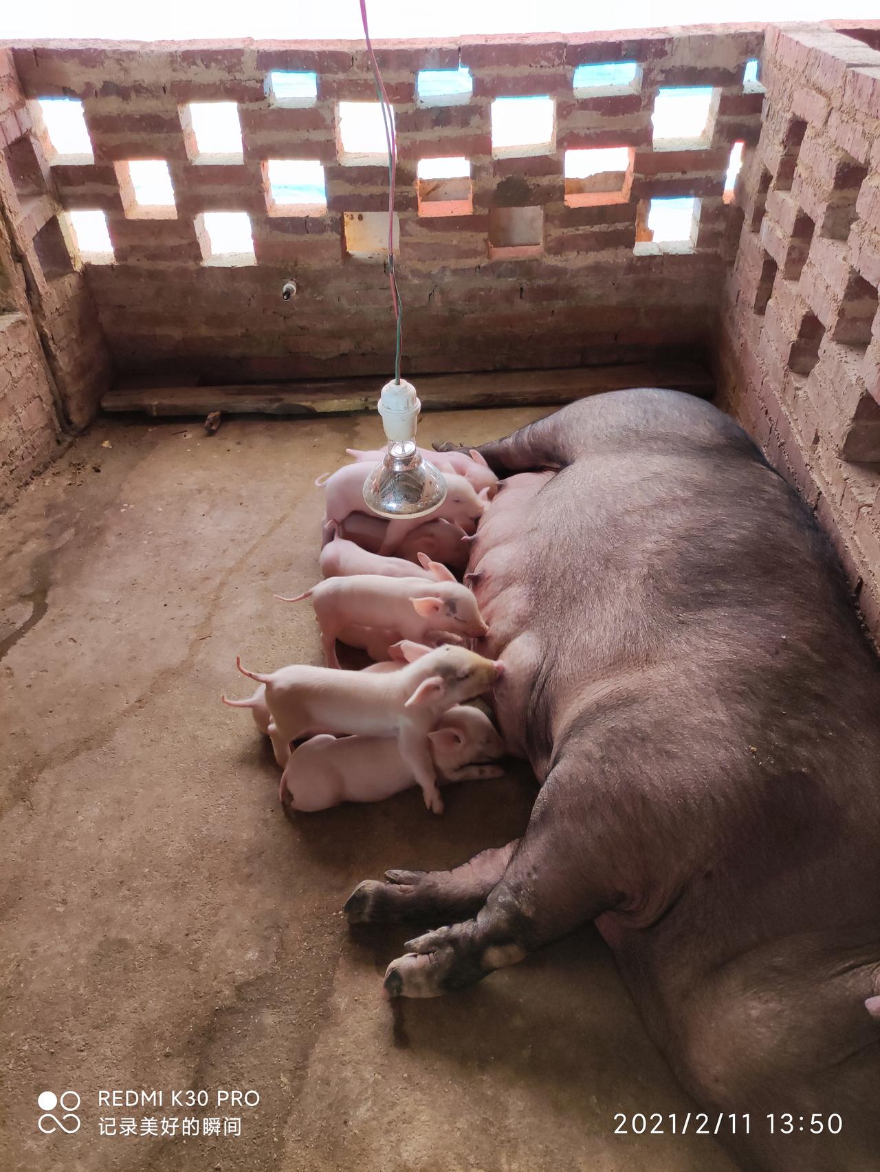 五菱一直是我心目中的神车,无所不能 从去年疫情