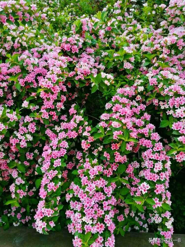 花 原创诗词 美丽锦带花 五月浅夏锦带花 粉色瀑布似彩霞 朵朵迎风送祝福 平安喜乐到万家 粉色锦带花 学名 美丽锦