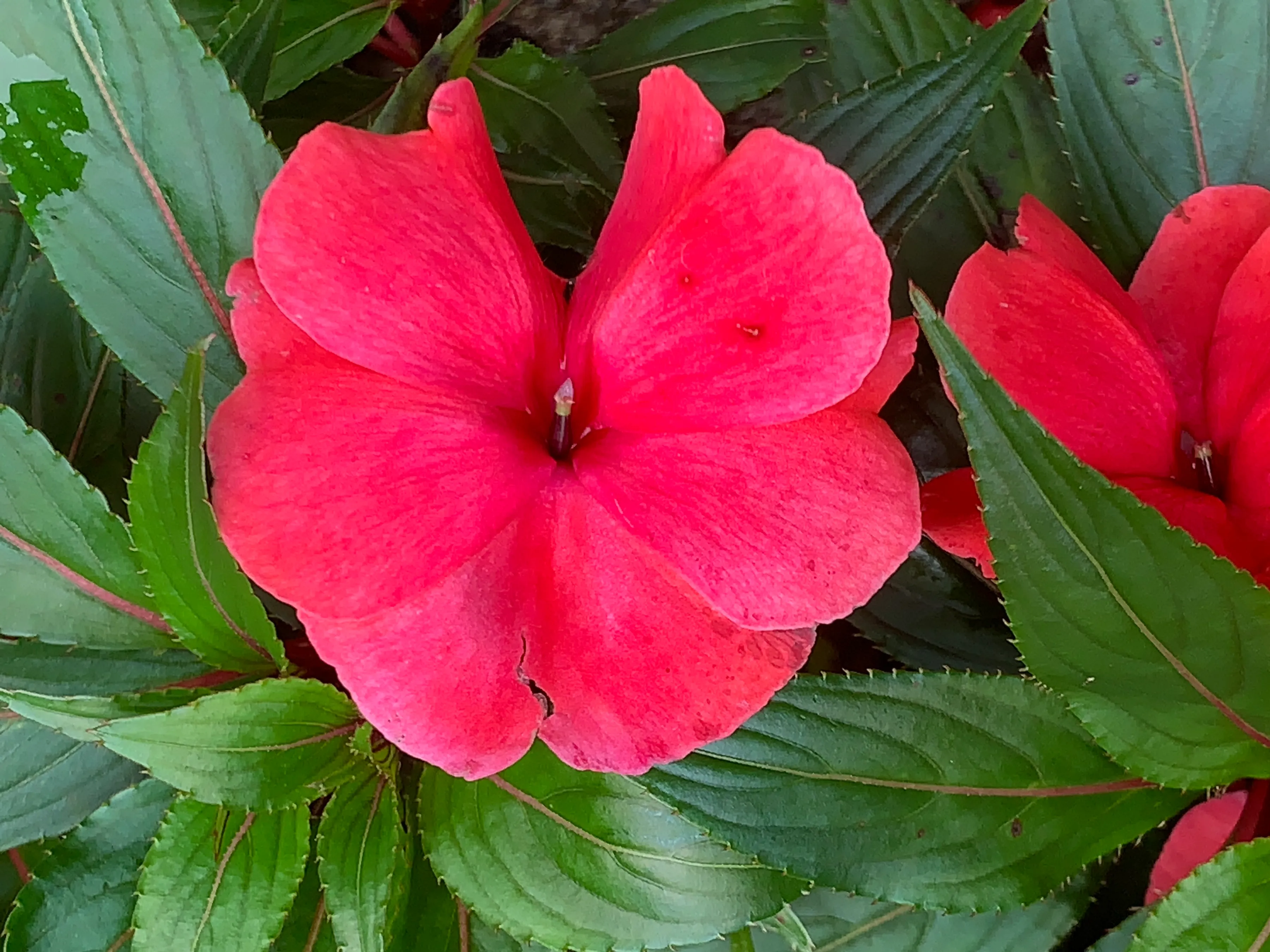 新幾内亞鳳仙花是大家常叫的指甲花還記得孩童時拿指甲花來染指甲 還可以護膚 說是美女的守護神鳳仙花的花語叫作别碰我 還有着