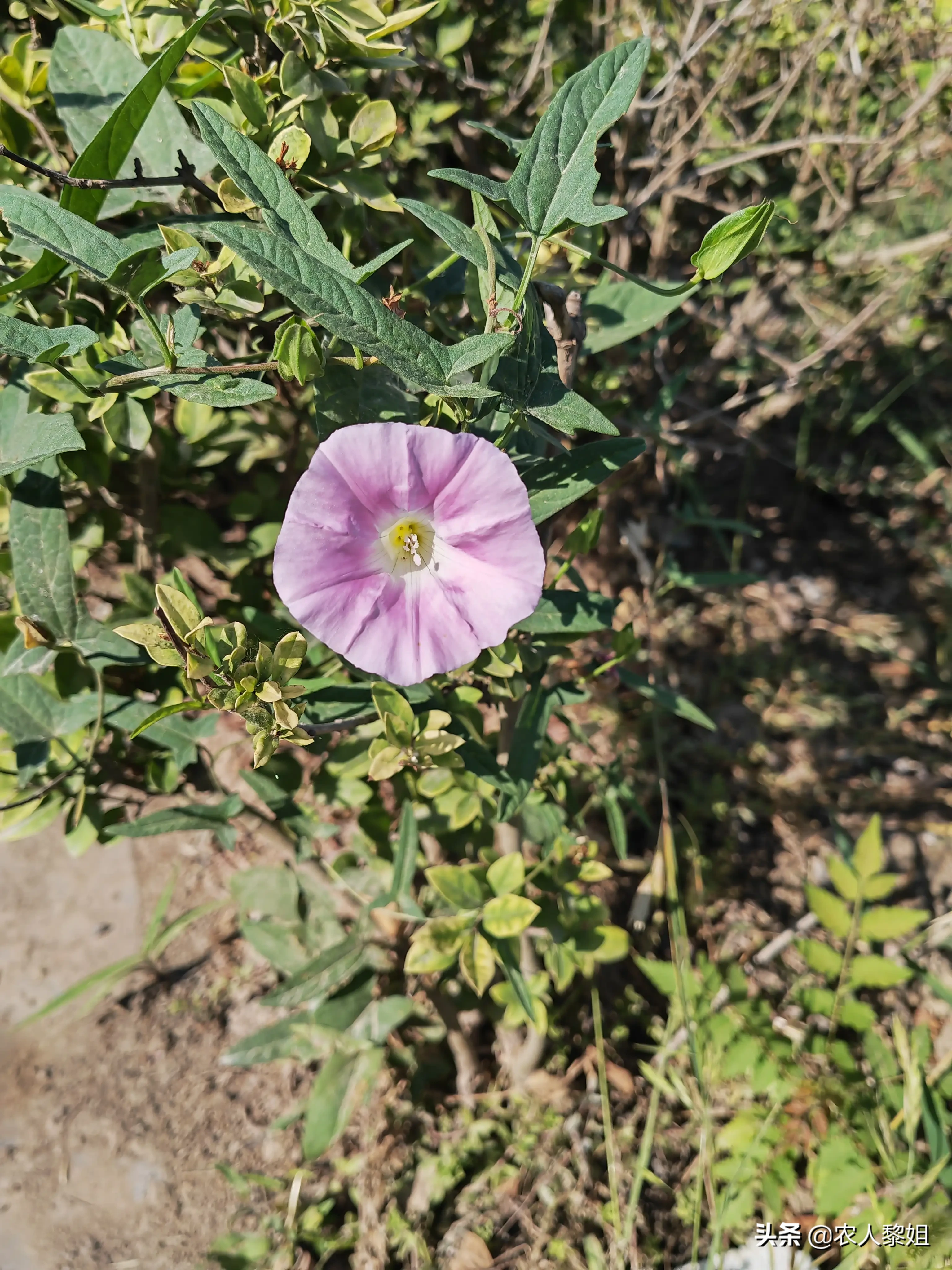 路边开满了牵牛花 牵牛花为旋花科牵牛属 一年生草本植物 其叶片呈卵形或近圆形 花朵从叶腋抽生 花型与喇叭相似 喜欢阳光充