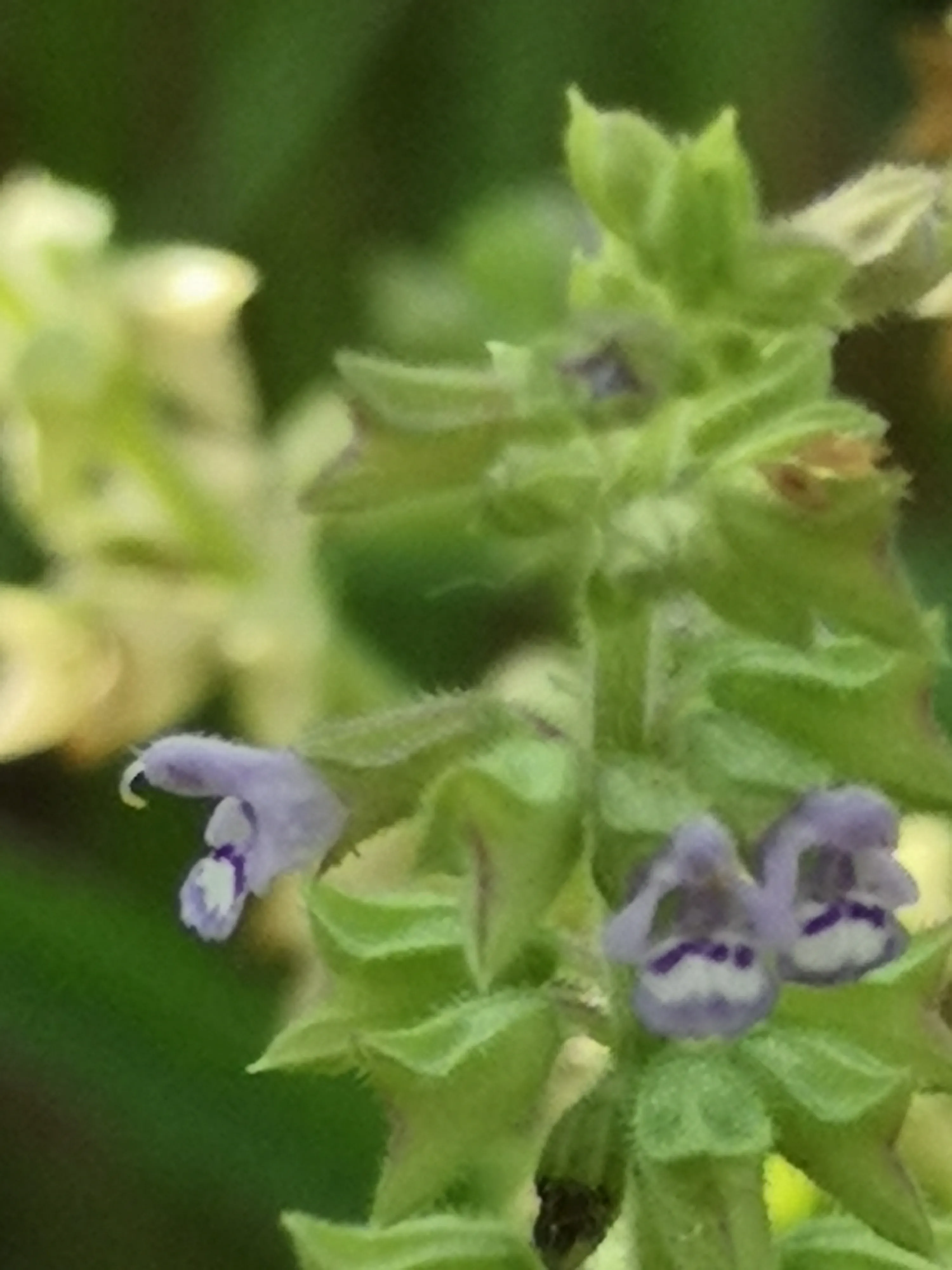 沾花惹草记之 荔枝草花台欲暮春辞去 斑种起作回风舞 榆荚相催不知数 沈郎青钱夹城路 荔枝草又名 雪见草 癞蛤蟆草 紫丹参