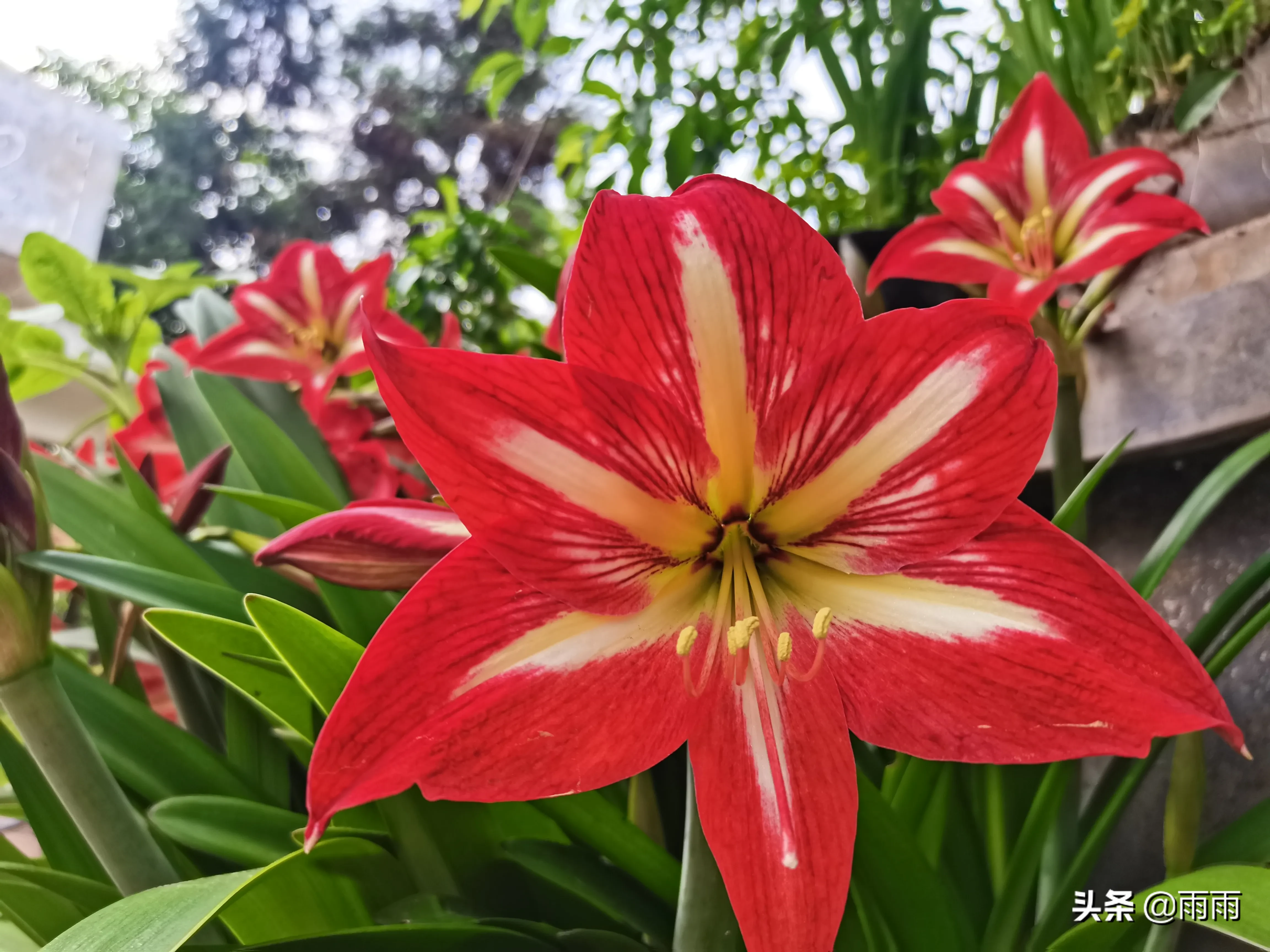 朱頂紅 蓬勃向上綻紅花 碧綠叢中映赤葩 花開在花梗頂部 花多數為紅色 可有花紋 顔色豔麗奪目 讓人遠遠就能看見 寓意鴻