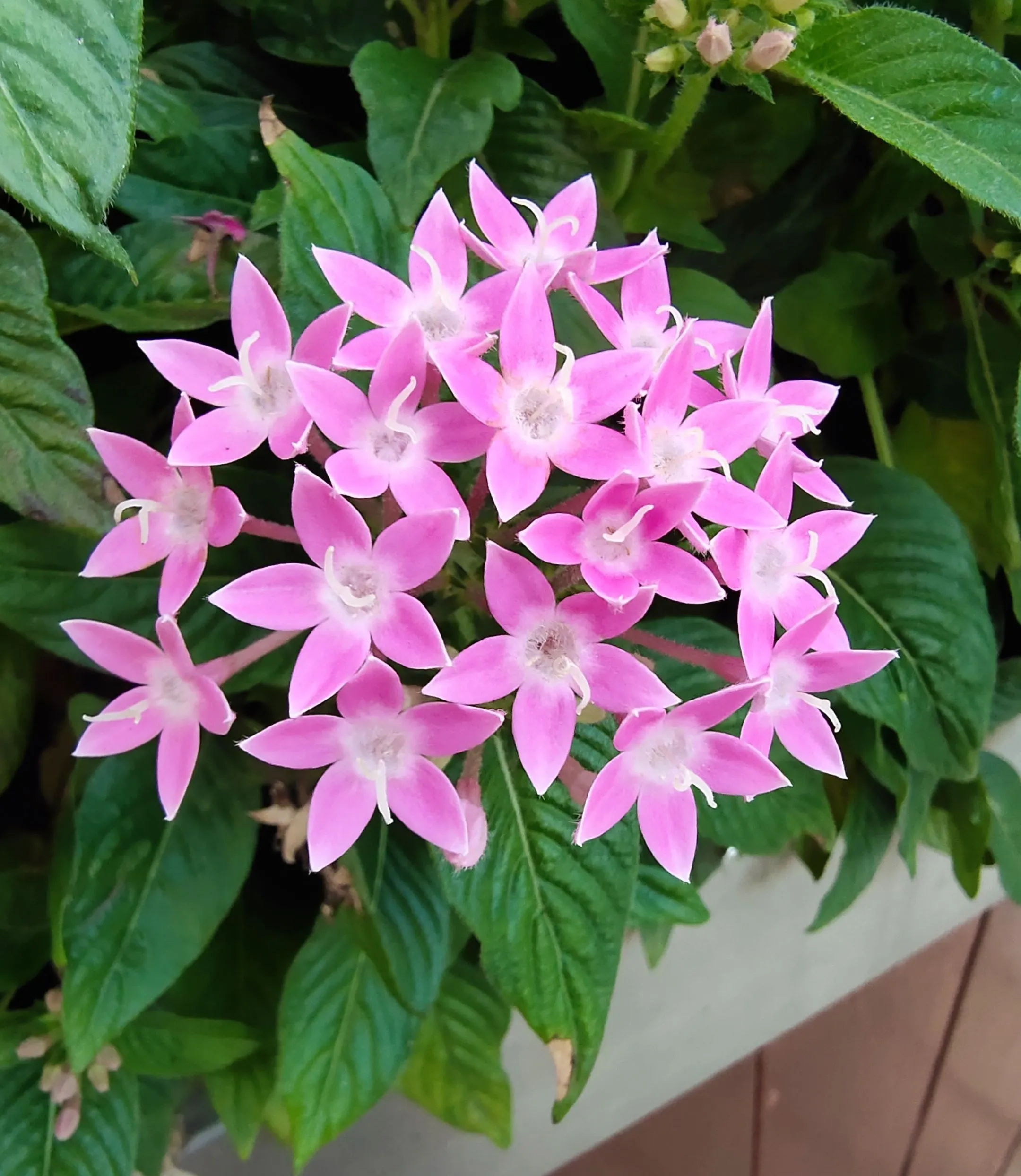 每日一花 花百科 五星花别称雨伞花 繁星花 星形花 埃及众星花 草本仙丹花等 常因花的颜色不同而分为多个变种 五星花原产