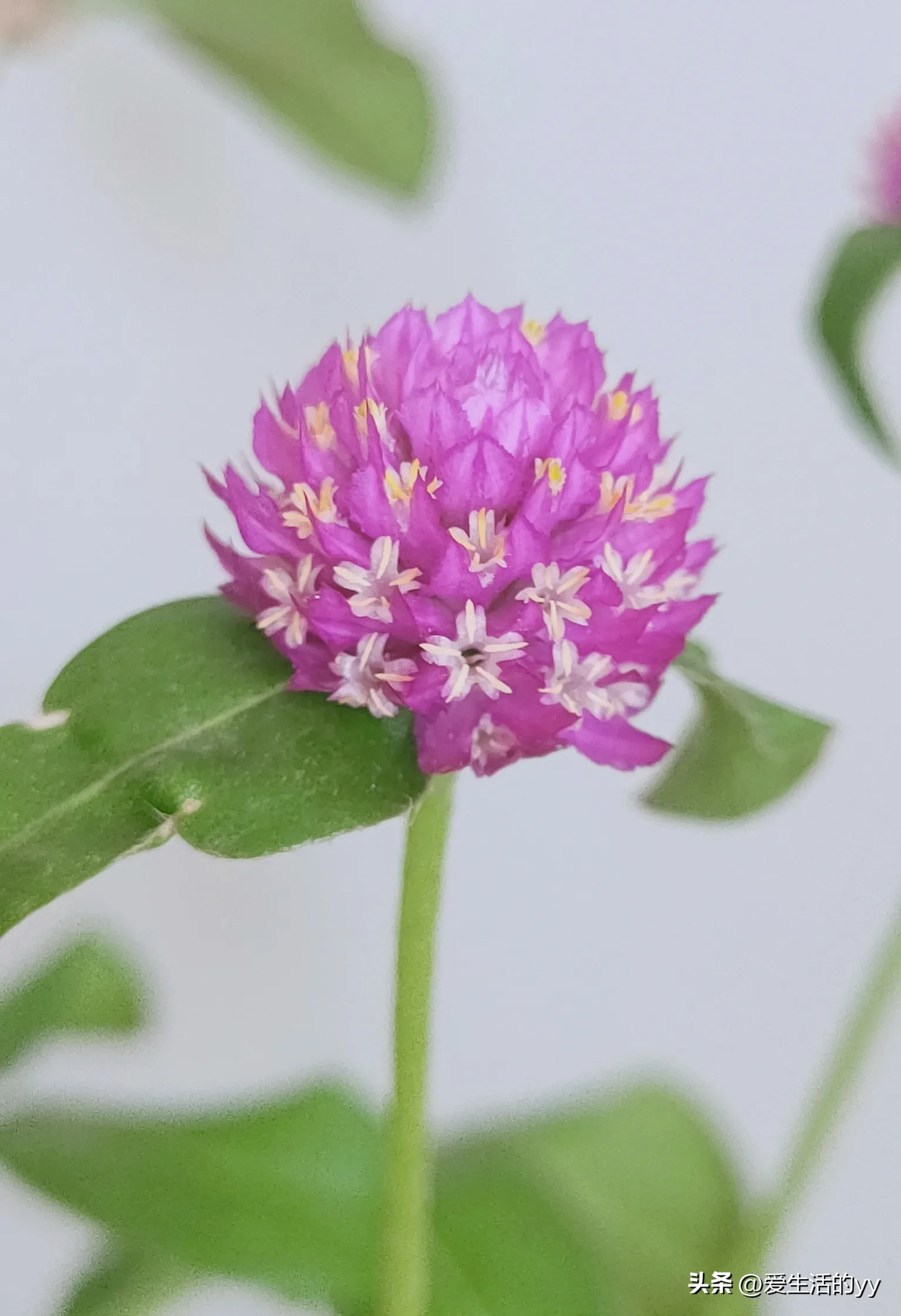 一棵千日紅的主枝幹上會長出許多側枝 每個側枝頂端會開出一朵桃紅色的花 花瓣層疊 形成一個小花球 花色經久不衰 能紅千日 天天看點