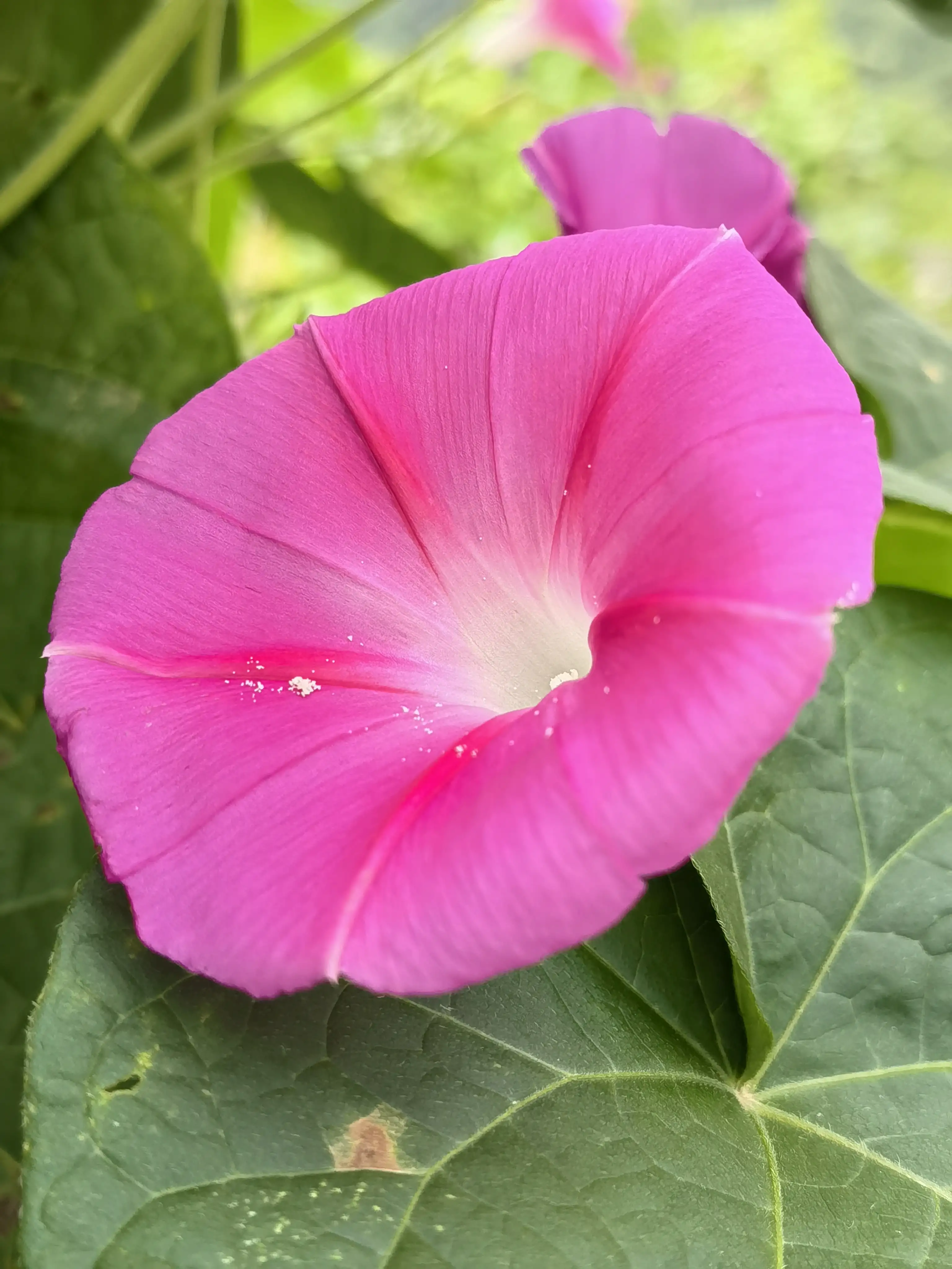 粉色的大花牽牛花 牽牛花一般在春天播種 夏秋開花 花期5月至10月 大都朝開午謝 其品種很多 花的顔色有藍 绯紅 桃紅 天天看點