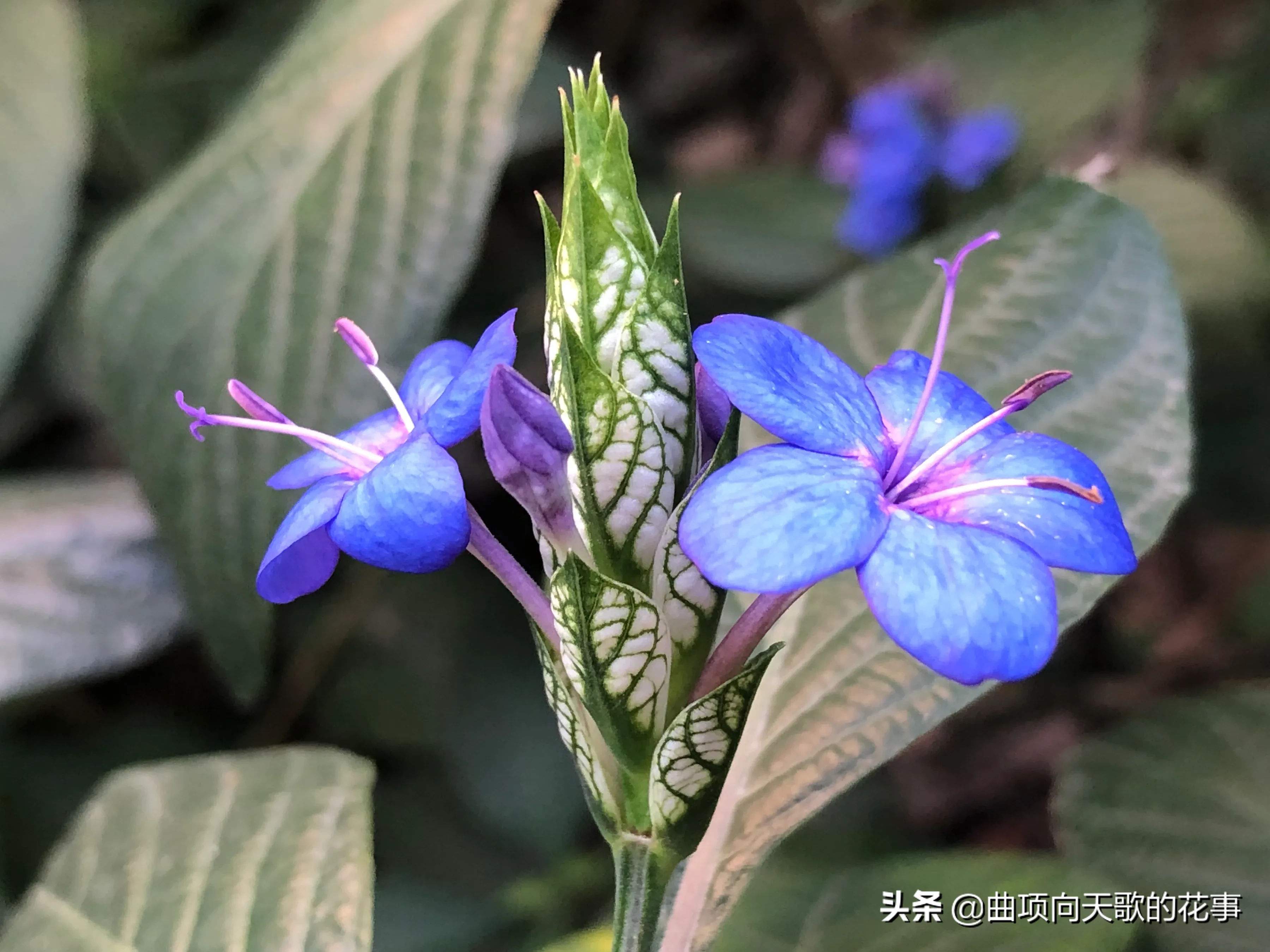 曲项向天歌的花事 22每日一花 第49朵 喜花草 喜遇 喜遇 花朵开得有趣 色彩蓝中透紫 苞片层叠姿奇 奇姿 奇 天天看点