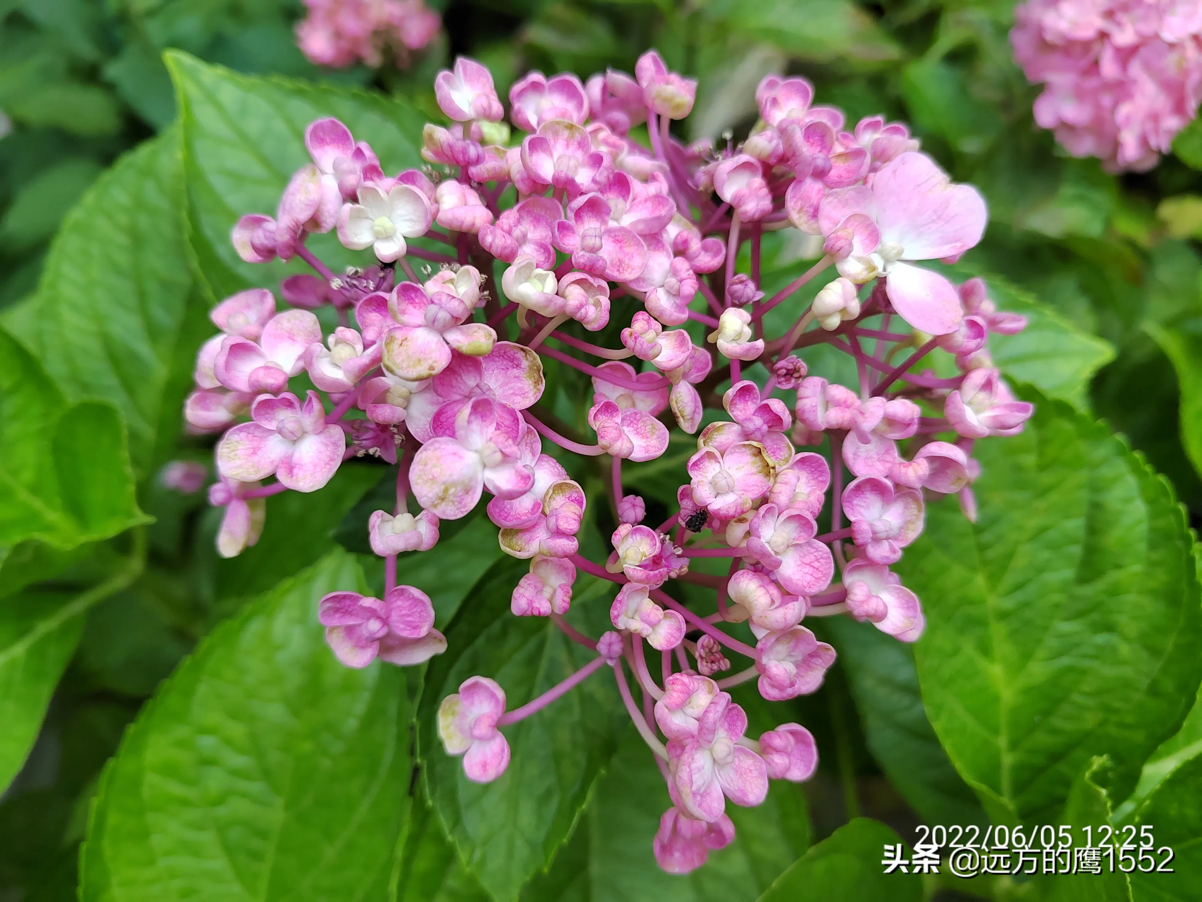 绣球花是我最喜欢的花卉之一 绣球花型丰满美丽 花开赤橙黄绿紫粉蓝 色彩缤纷 悦目怡神 我家的绣球花道成了小院的一道靓丽的