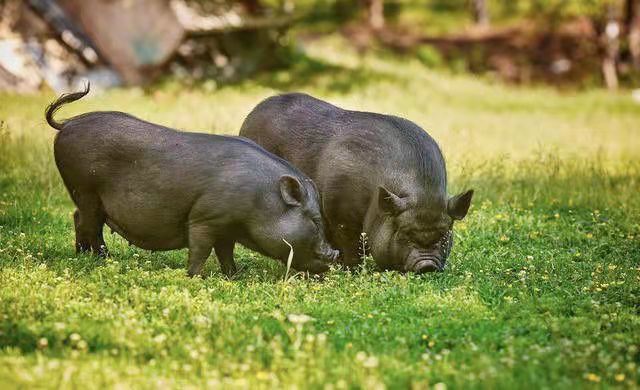 古代猪的肤色或许会颠覆你对猪的认知 - 114知识网