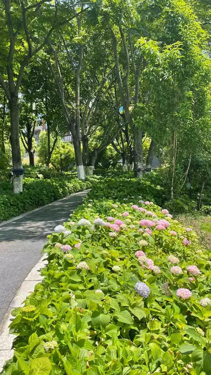 樓下的繡球花這幾天盡先開放 瞬間就被吸引住了 它的花團讓我感覺很有仙氣 很溫馨有愛美滿 繡球花又名八仙花 紫陽花 繡球的