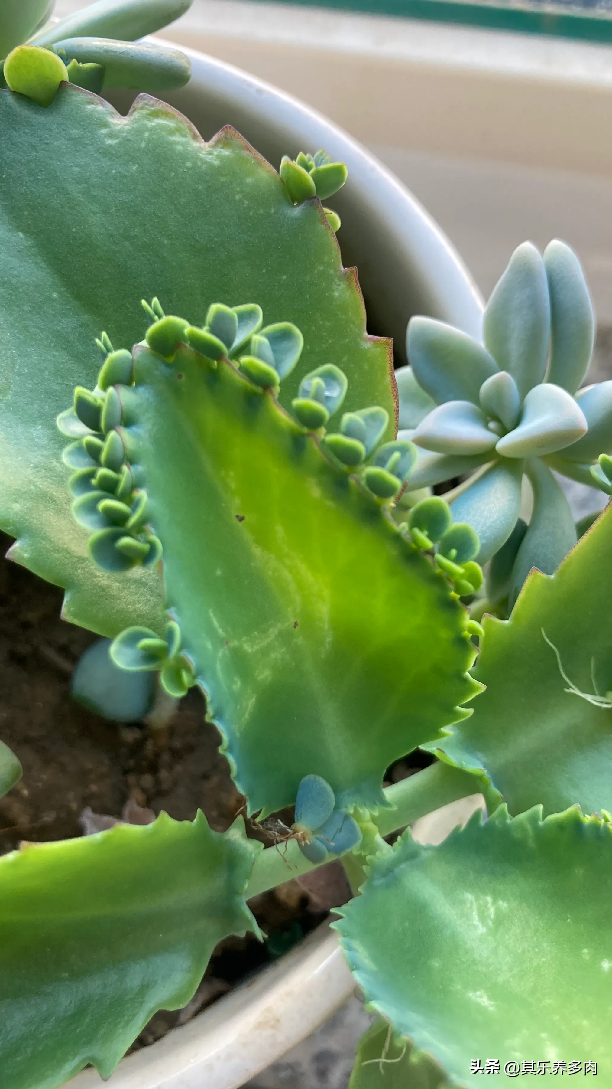 多肉 落地生根 被子植物門雙子葉植物綱薔薇目景天科落地生根屬 别名不死鳥 墨西哥鬥笠 燈籠花 花蝴蝶 葉爆芽 天燈籠 天天看點