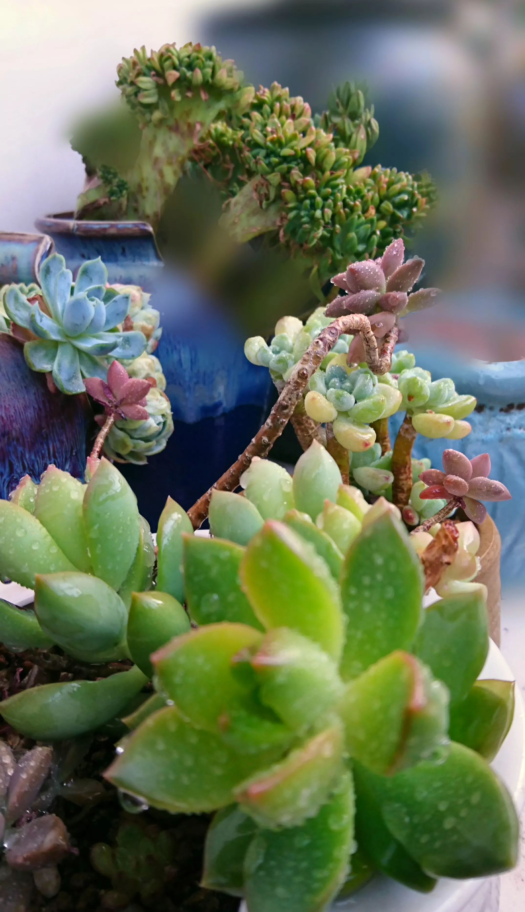 随手拍 多肉植物 紫水晶 黄丽 紫乐 粉蓝鸟 红宝石 欧版紫珍珠 夏天不退色 好养 天天看点