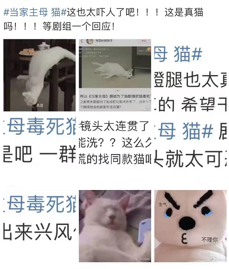 拍摄时毒死真猫?当家主母剧组回应 小猫嘴部的血迹为可食用血浆+糖浆