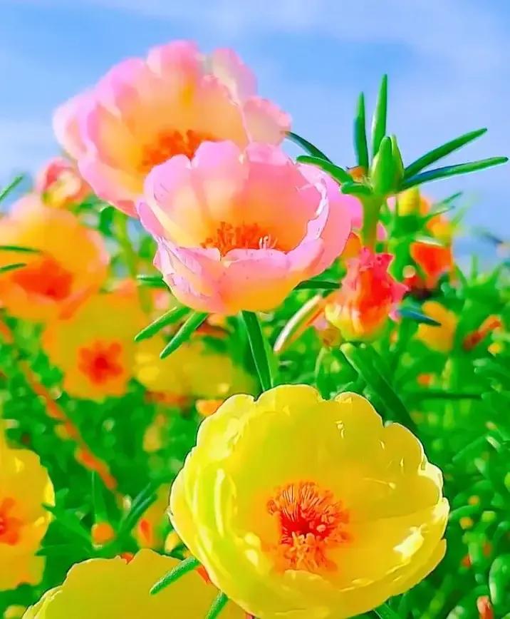 今日头条