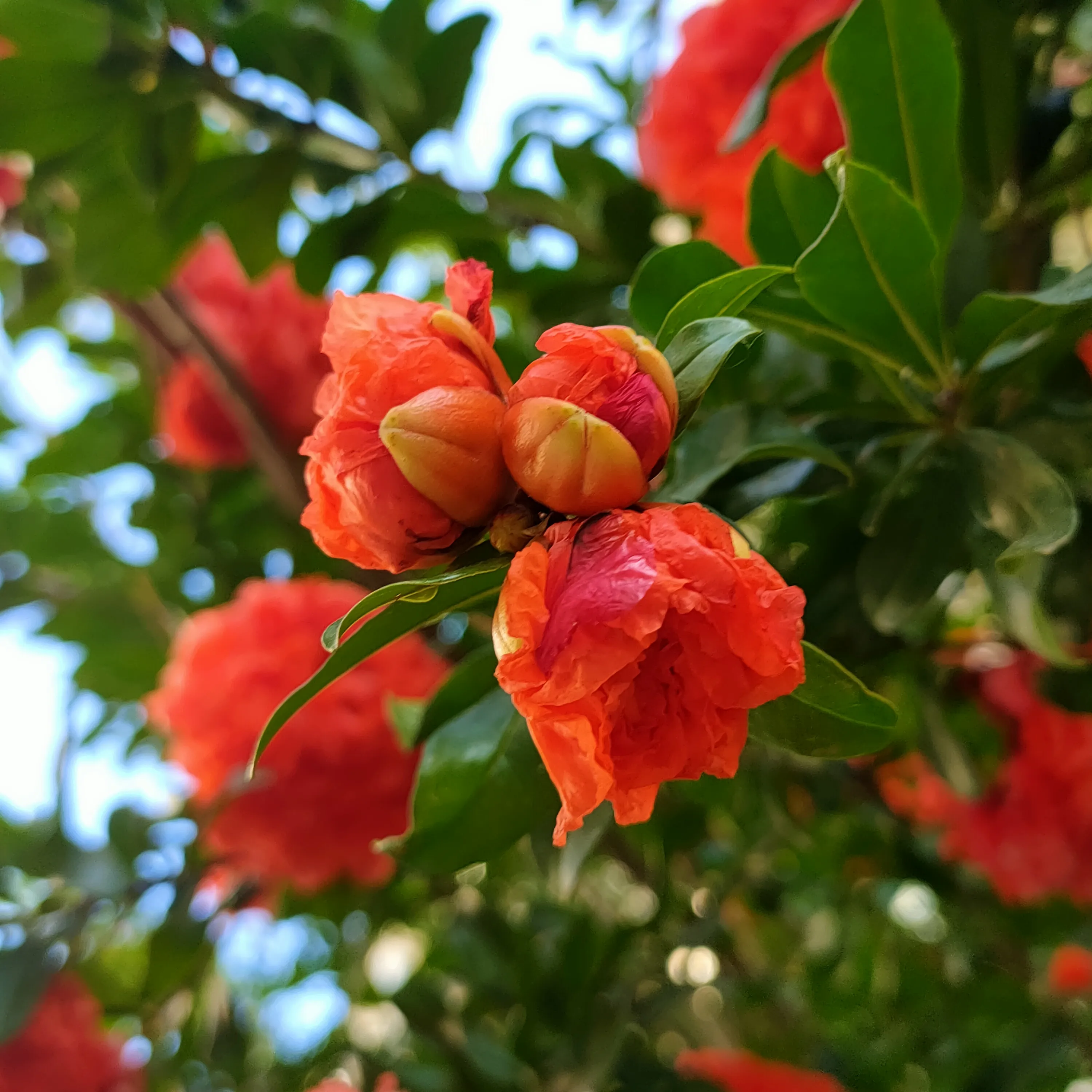 花海景色 石榴花 娇艳似火 花香四溢 惊艳了整个夏天 天天看点