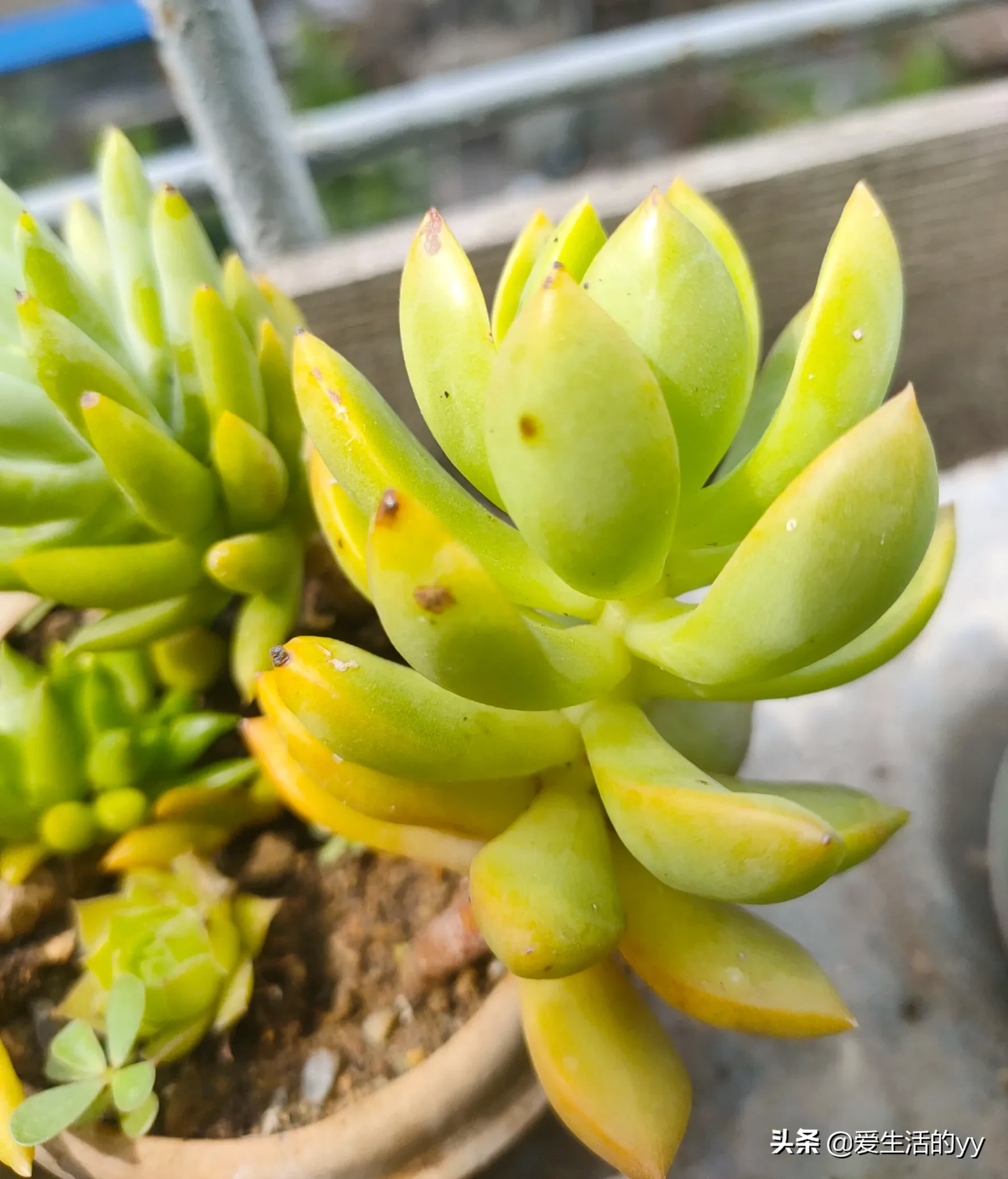 酷暑难耐露养的多肉植物有着顽强的生命力黄丽 千佛手 熊童子 紫玄月冬美人 红日 秋丽 碧桃 虹之玉这些都是皮实好养的品种