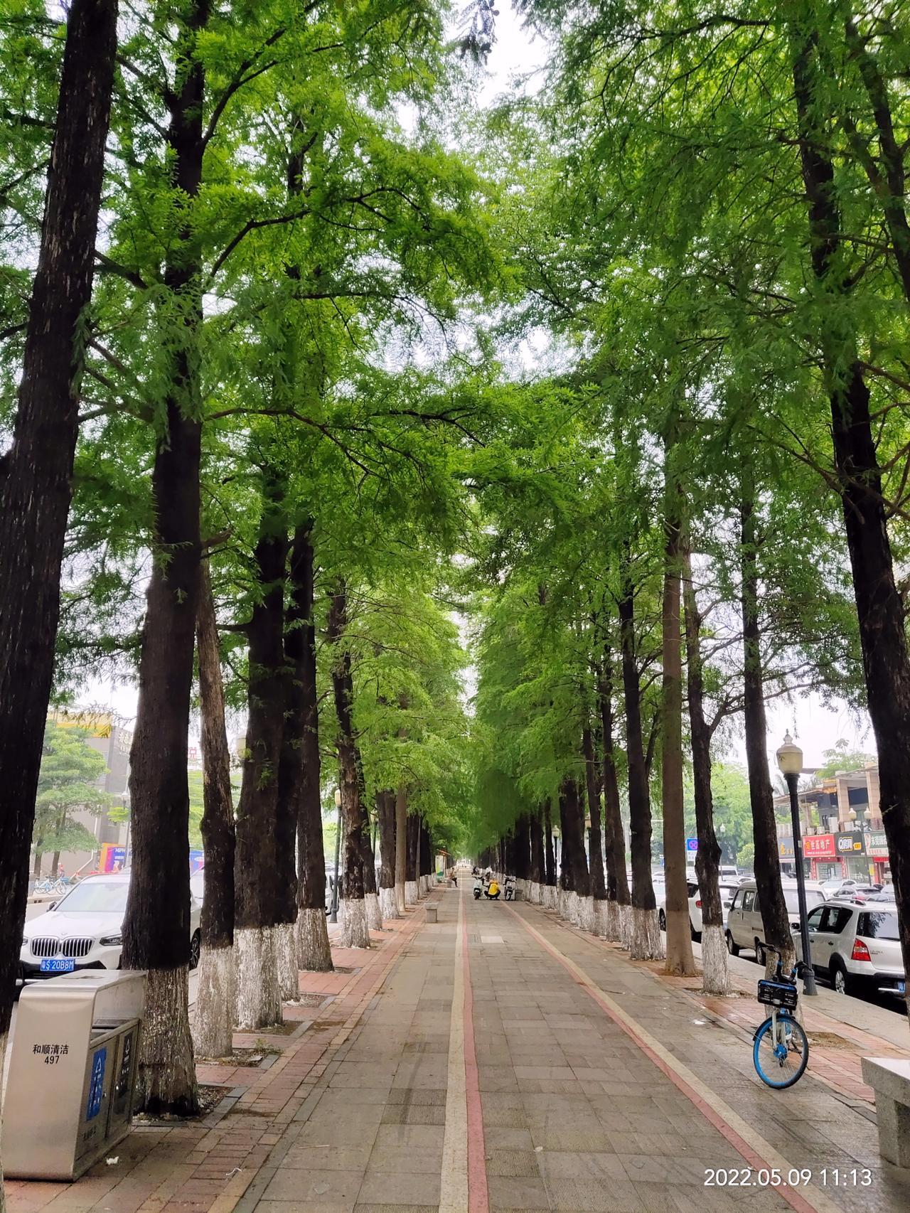 看到这生机勃勃的绿,东莞长安美丽的家__懂车帝