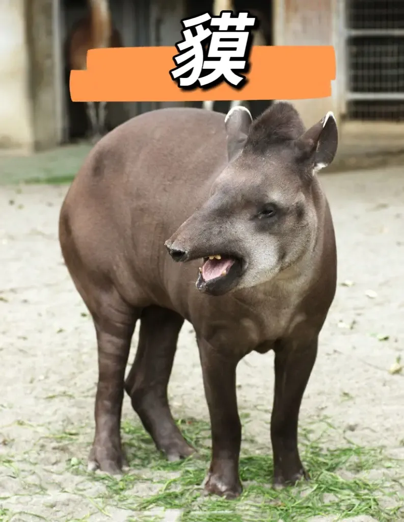 Wonderful Animals #Tapir is a mammal of the order Chithodondae and tapir  family, with only 1 genus and 5 species, and is the original chick-hoofed  species of zui in existence. Tapirs are