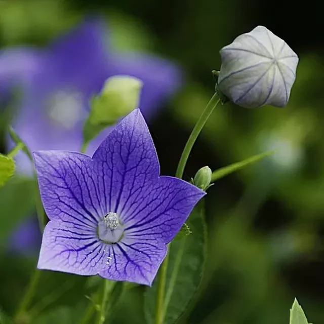 開放在夏日裡的花 桔梗花 桔梗喲 桔梗喲 桔梗喲桔梗 白白的桔梗喲長滿山野 隻要挖出一兩棵喲 就可以滿滿裝上一大筐 哎 天天看點