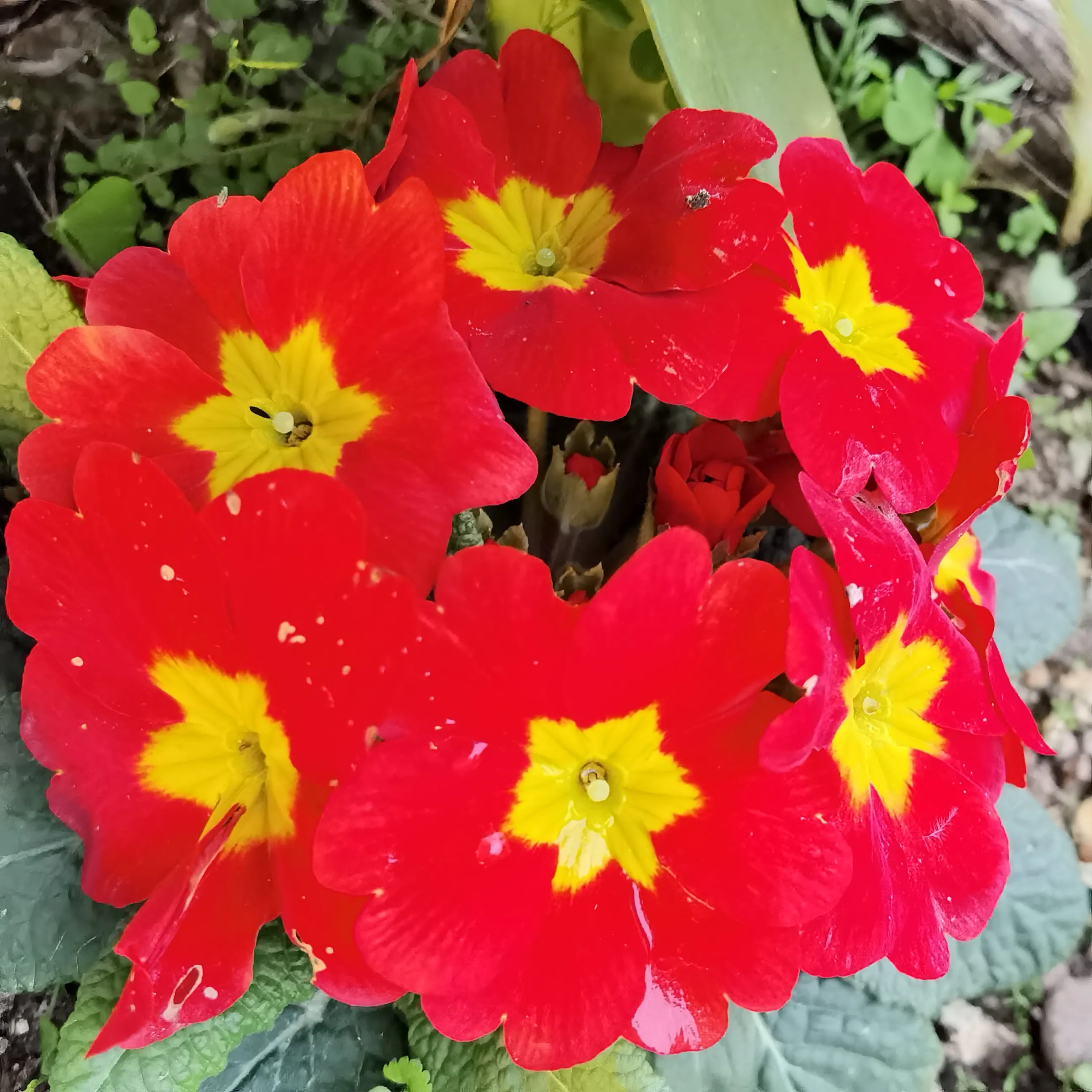 报春花开红艳艳 在山根小村的花坛里看到这种花 第一感觉是装饰用的假花 因为它们太纯净了 鲜红的花瓣 金黄的花芯 非常的