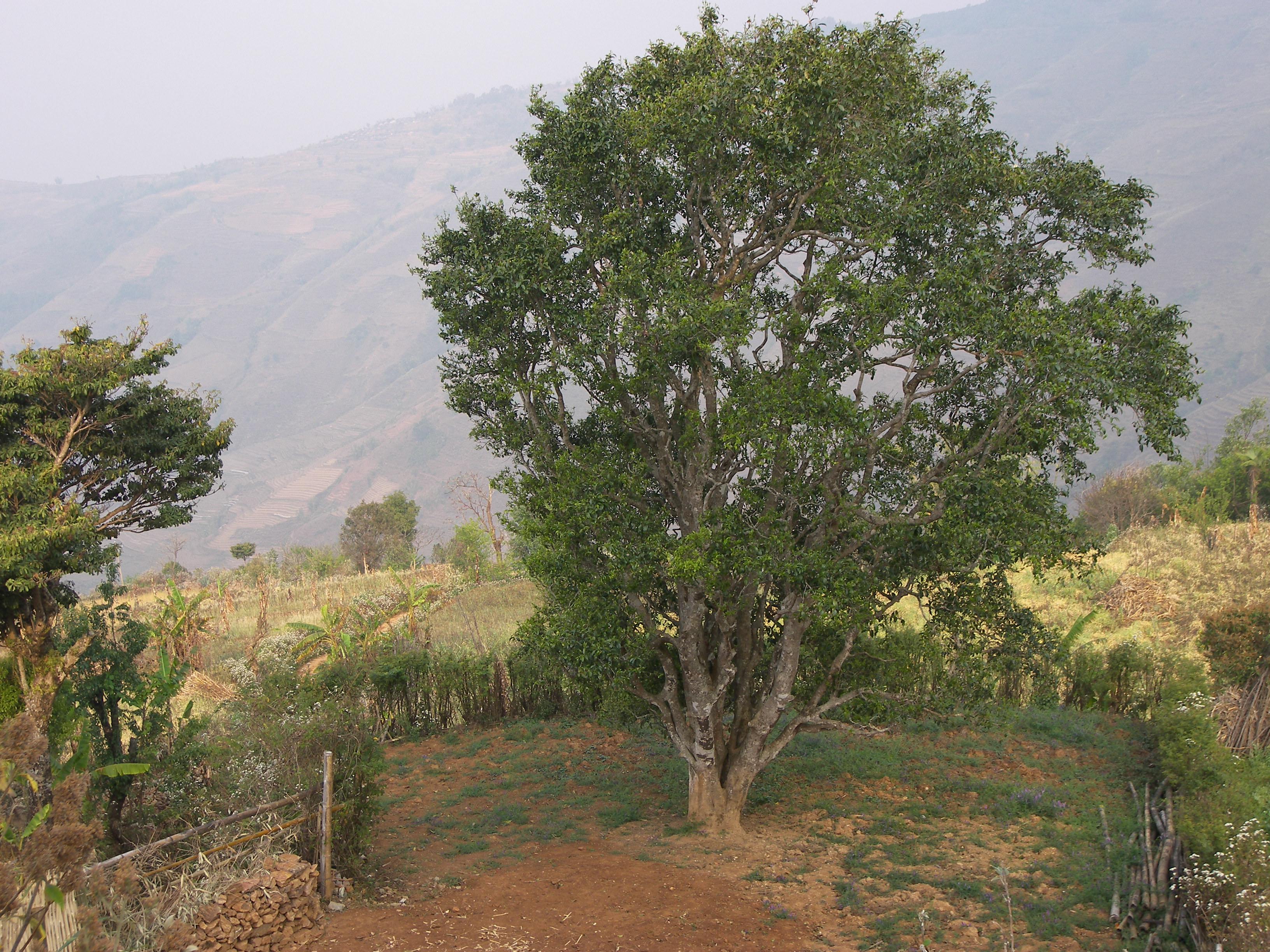茶树中的“国宝”——邦崴“过渡型古茶树”