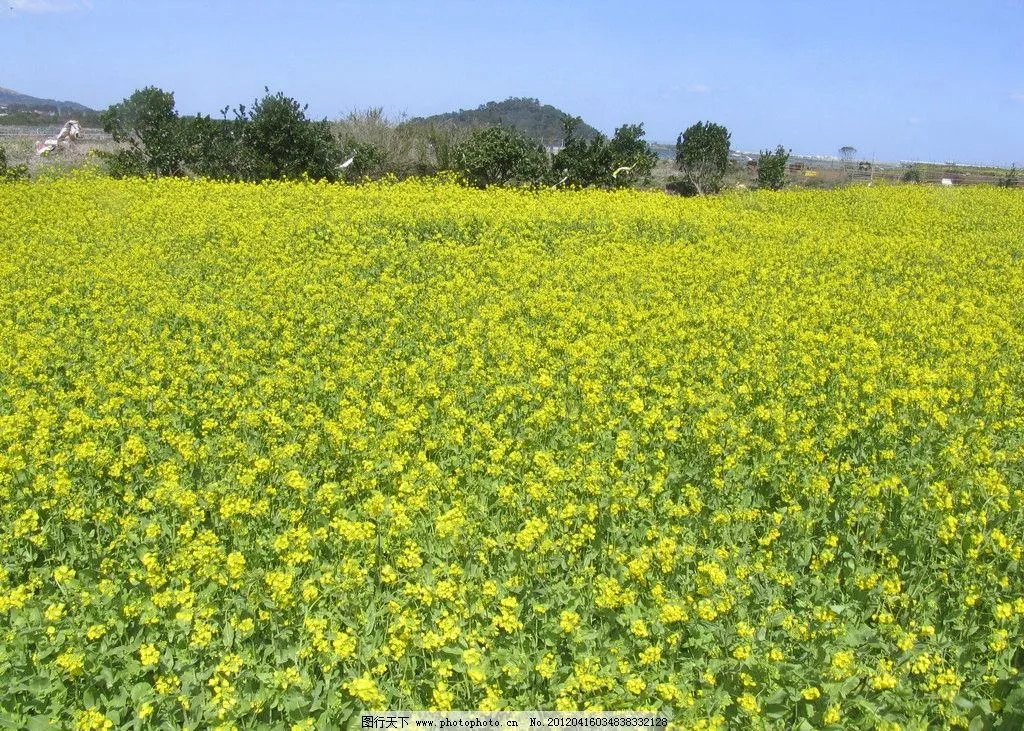 植树节，在心里种下一棵“绿树”
