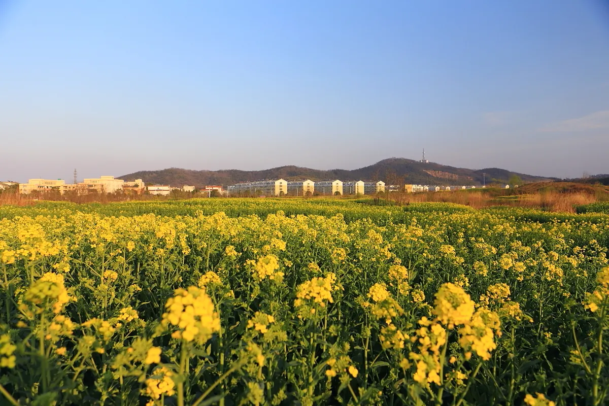 植树节，在心里种下一棵“绿树”