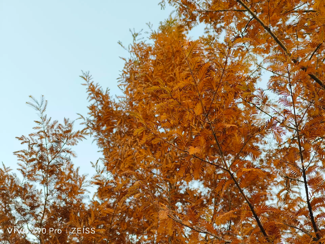 vivo X90 Pro�������飺�����2022���󱭡��콢�еı�ˣ�