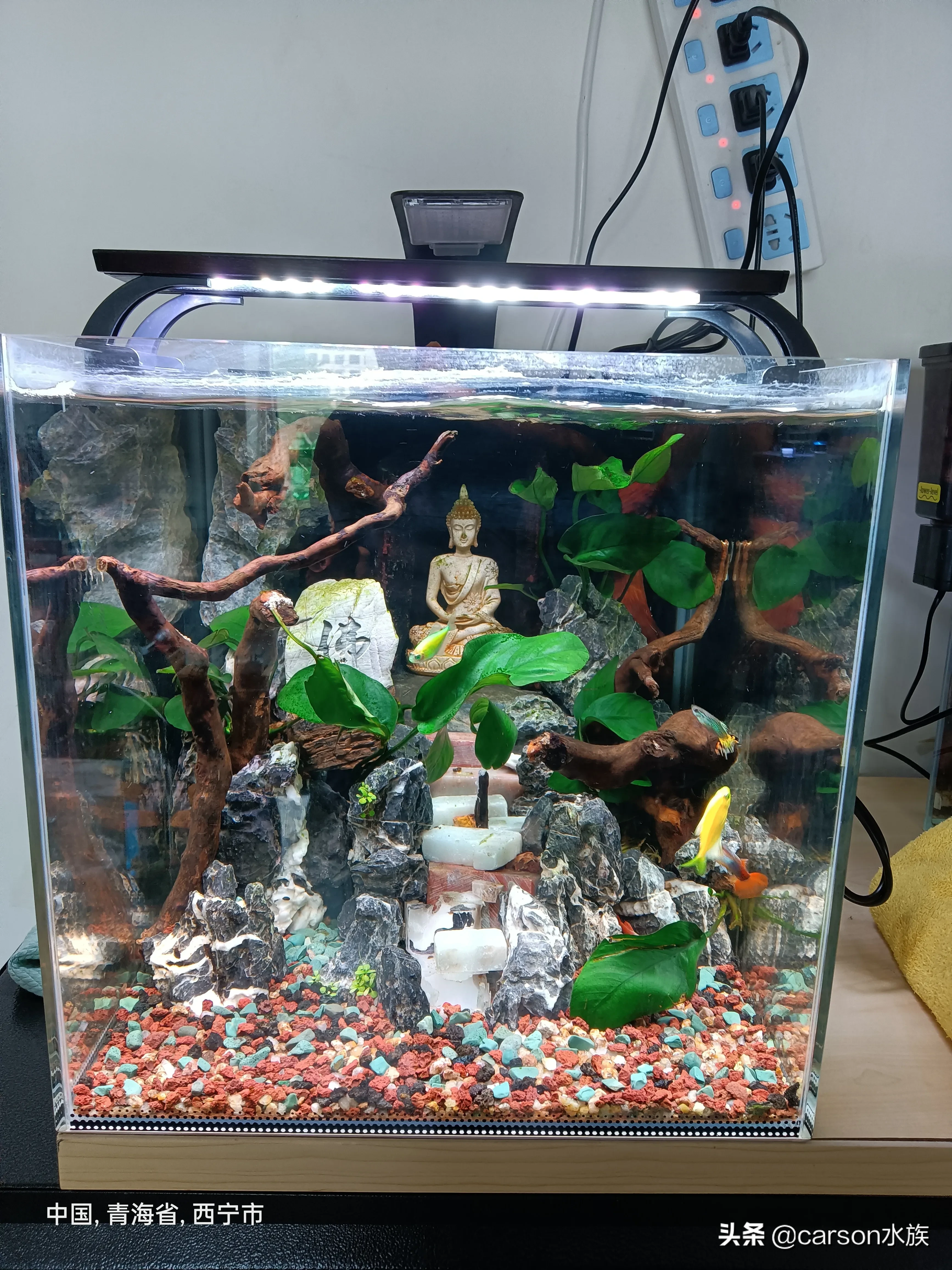 Aquaria Enthusiast Lao Lu Gives New Aquarists A Guide To Dry Goods And Exchanges Ideas With Old Aquarists 25 Years Of Aquarium Experience Accumulation So That New Aquarists Avoid The Pit Today S