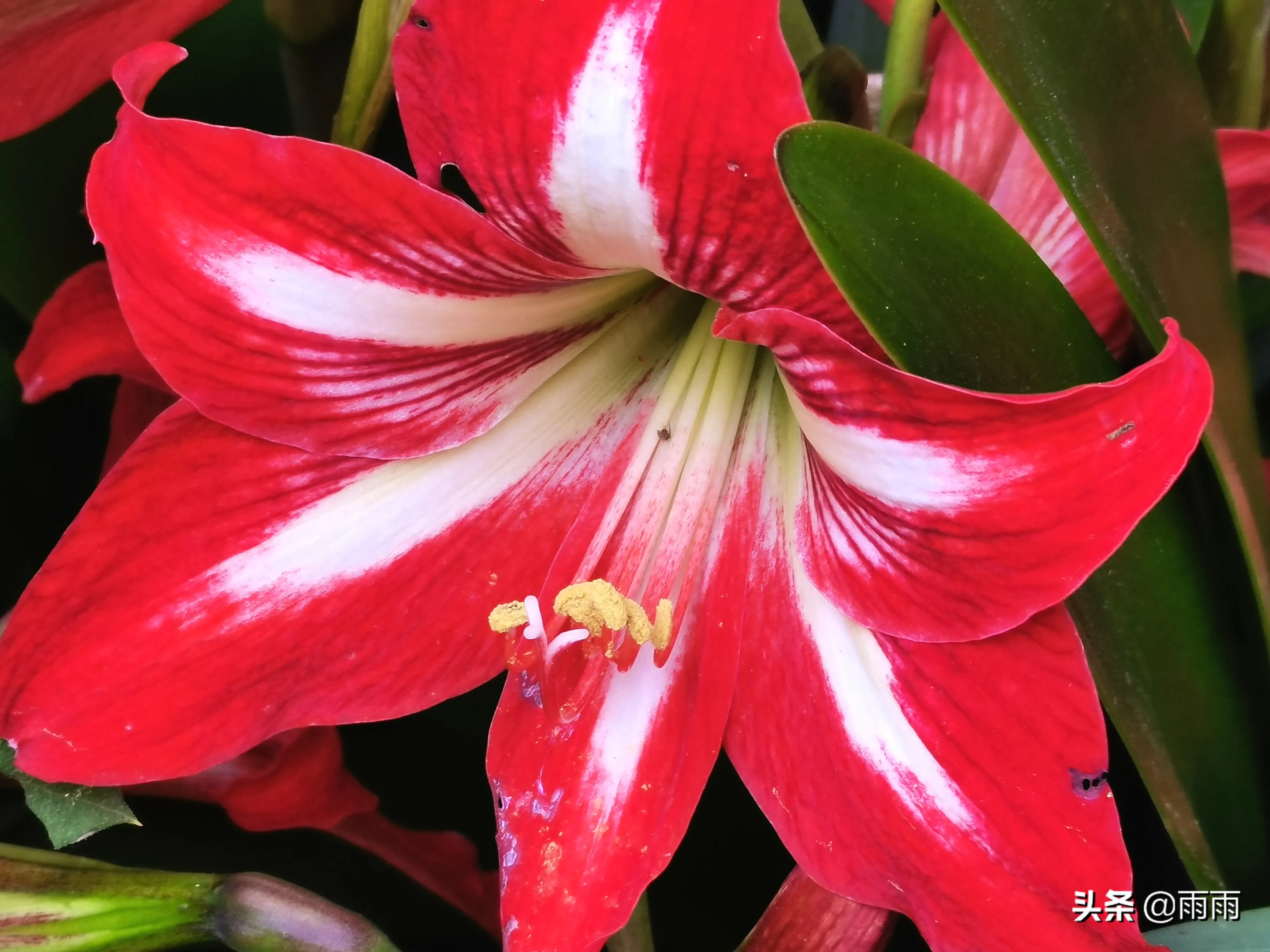 朱頂紅 蓬勃向上綻紅花 碧綠叢中映赤葩 花開在花梗頂部 花多數為紅色 可有花紋 顔色豔麗奪目 讓人遠遠就能看見 寓意鴻