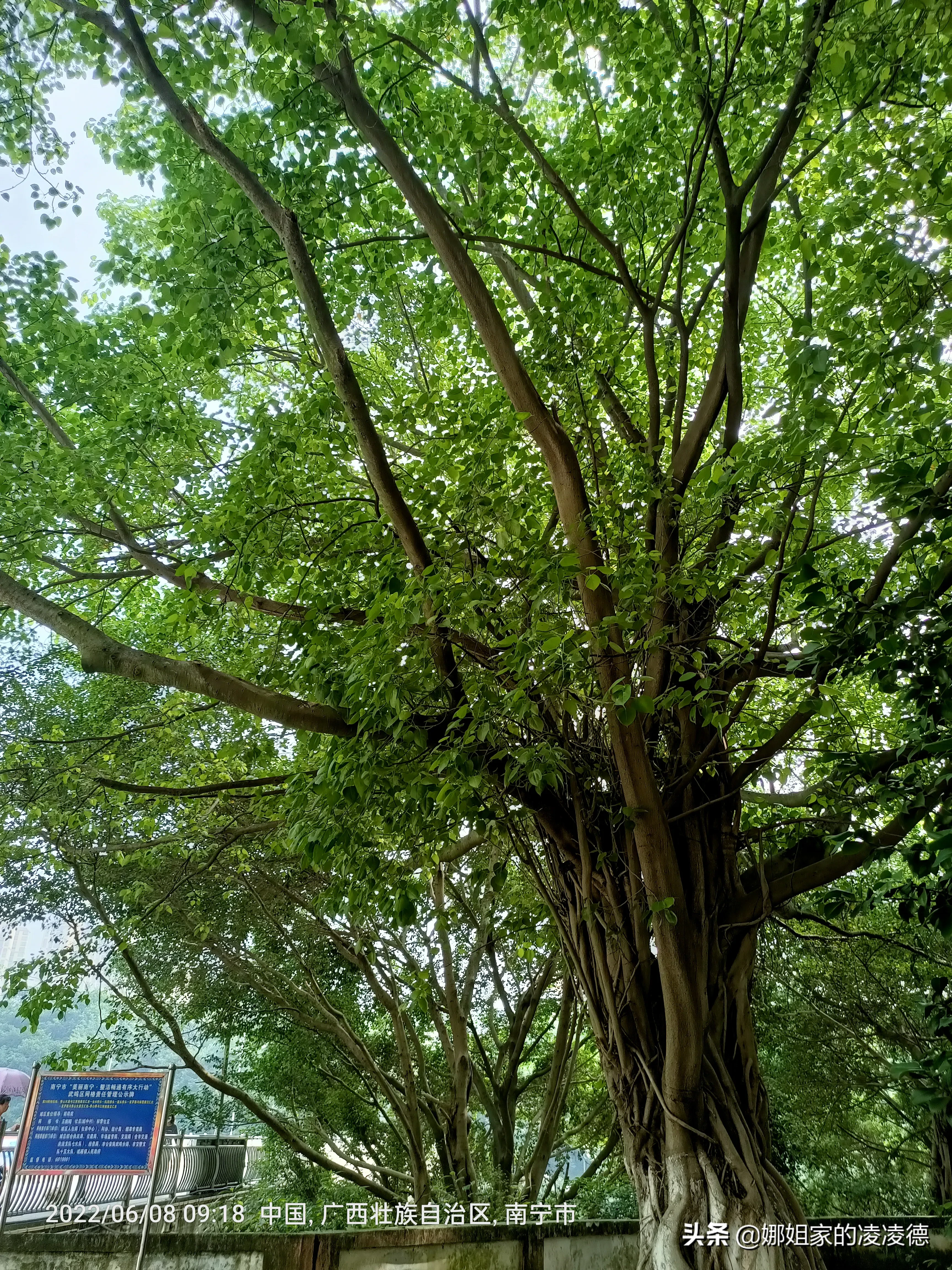 菩提樹 每天都從樹下路過 今年長得似乎沒有去年好 葉子稀稀疏疏 而且泛黃 這是為啥 天天看點