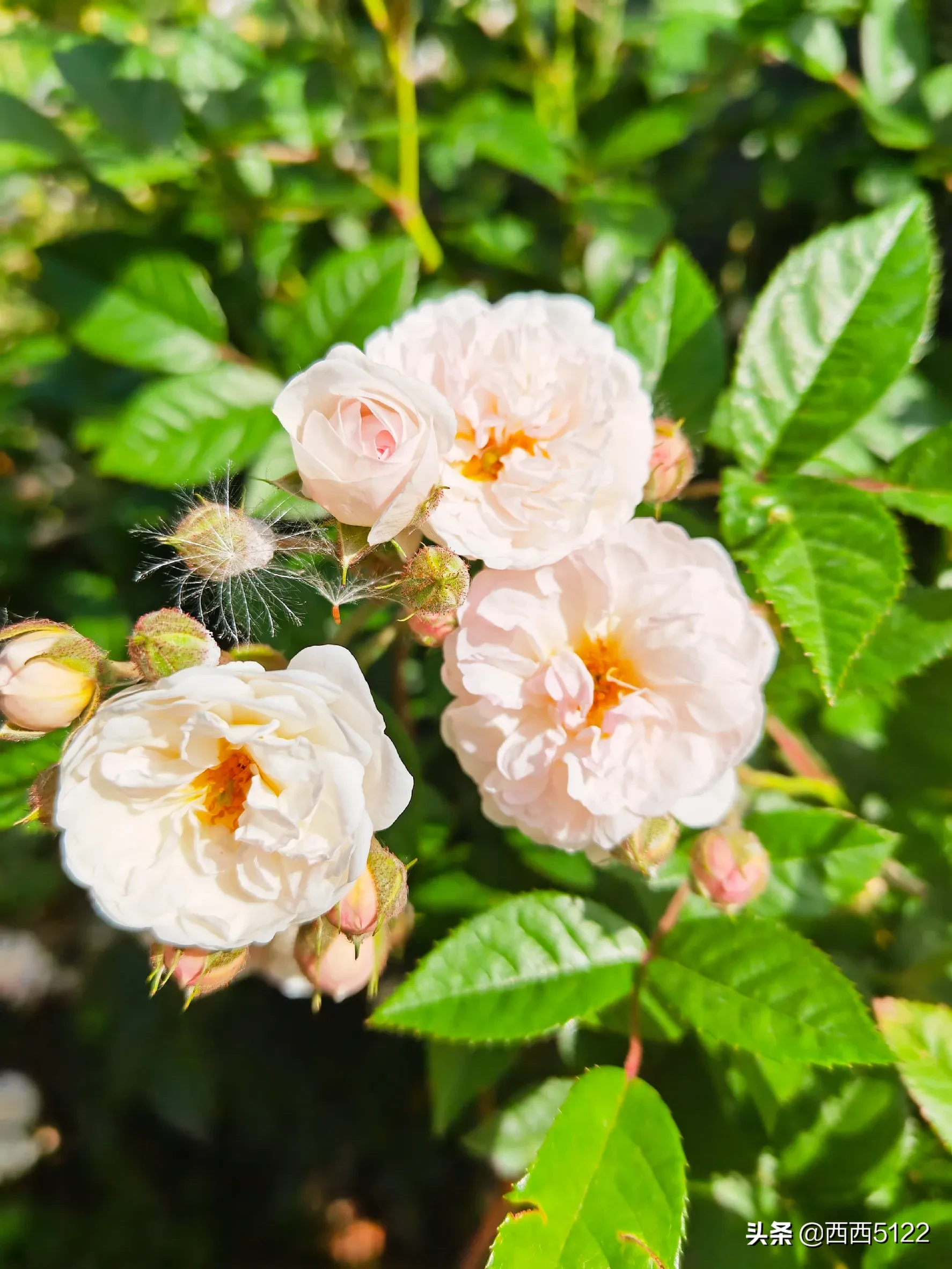 原創 夏日賞花時刻 薔薇花 花團錦簇 芳香四溢的七姊妹花 又稱十姐妹 為什麼叫姐妹花呢 因為在一個花枝上能開出7到 天天看點