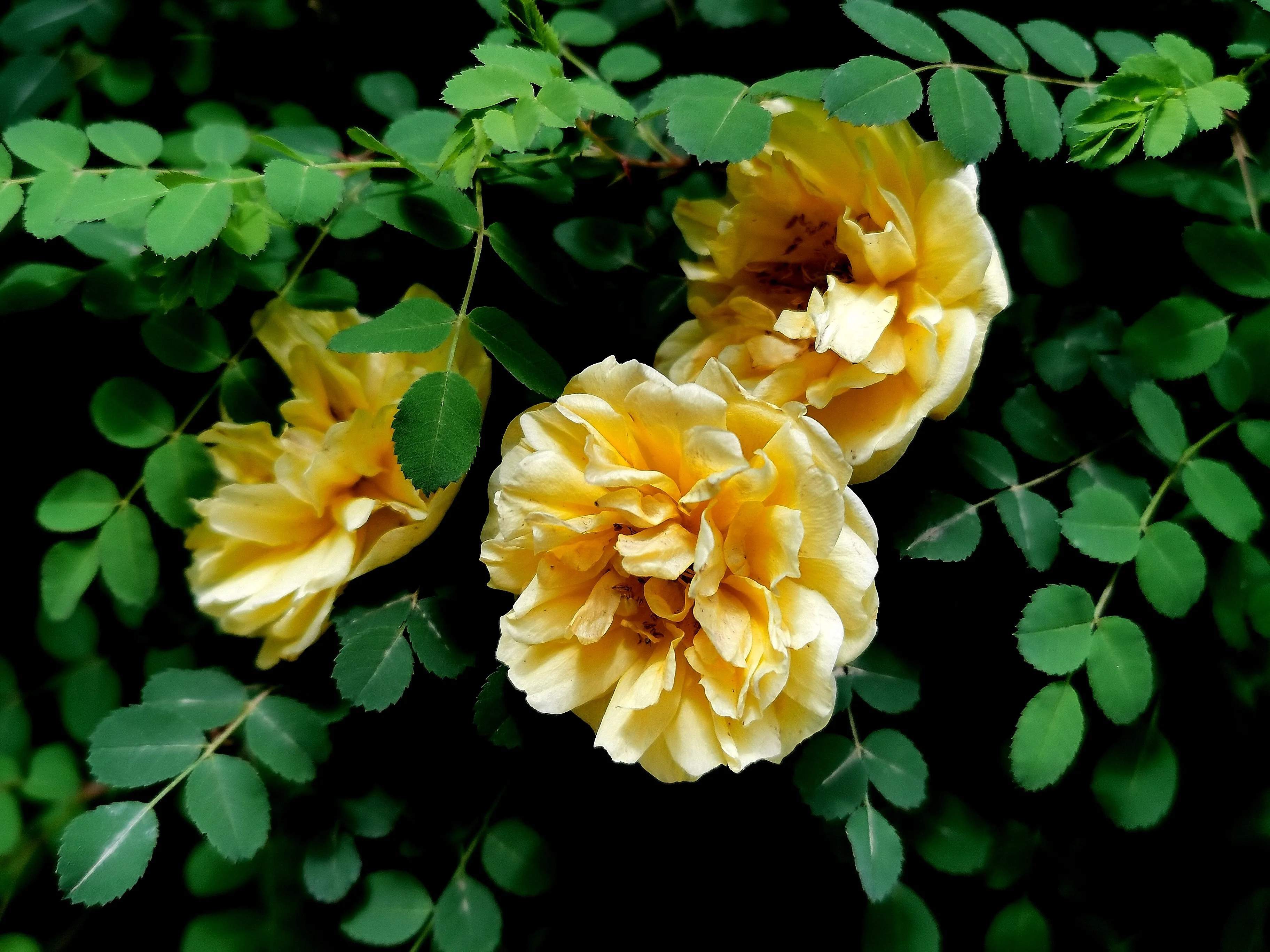 夏花盛開 難掩春卉嬌妍 這美顔如燦的俏麗之玫 怎容它悄然離去 令我心心念念 天天看點