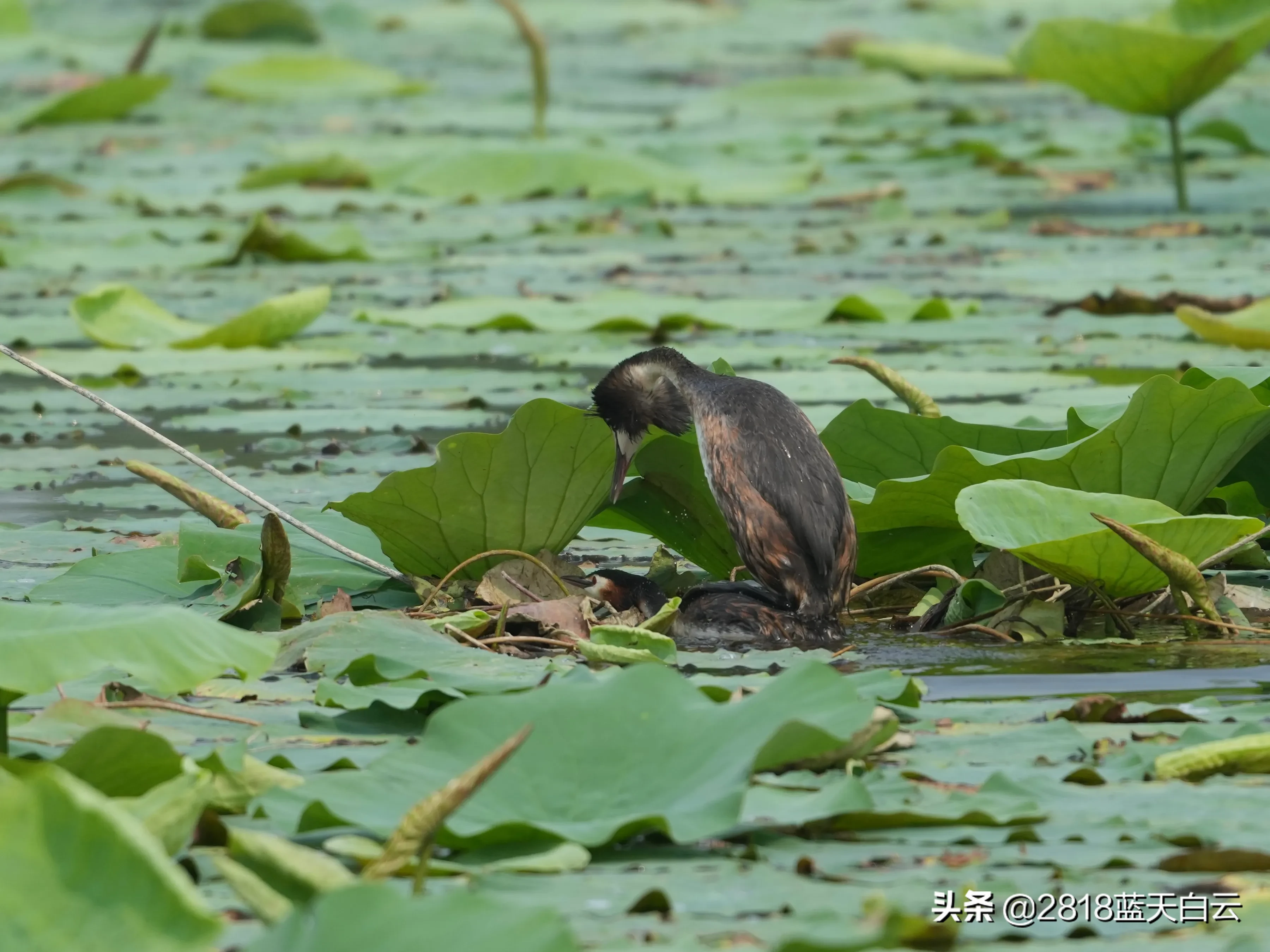 Nanhaizi Park Bird Hunting Has Not Been To Nanhaizi For Some Time Due To The Epidemic And I Feel That There Has Been A Bird Shortage Recently And I Want To Try