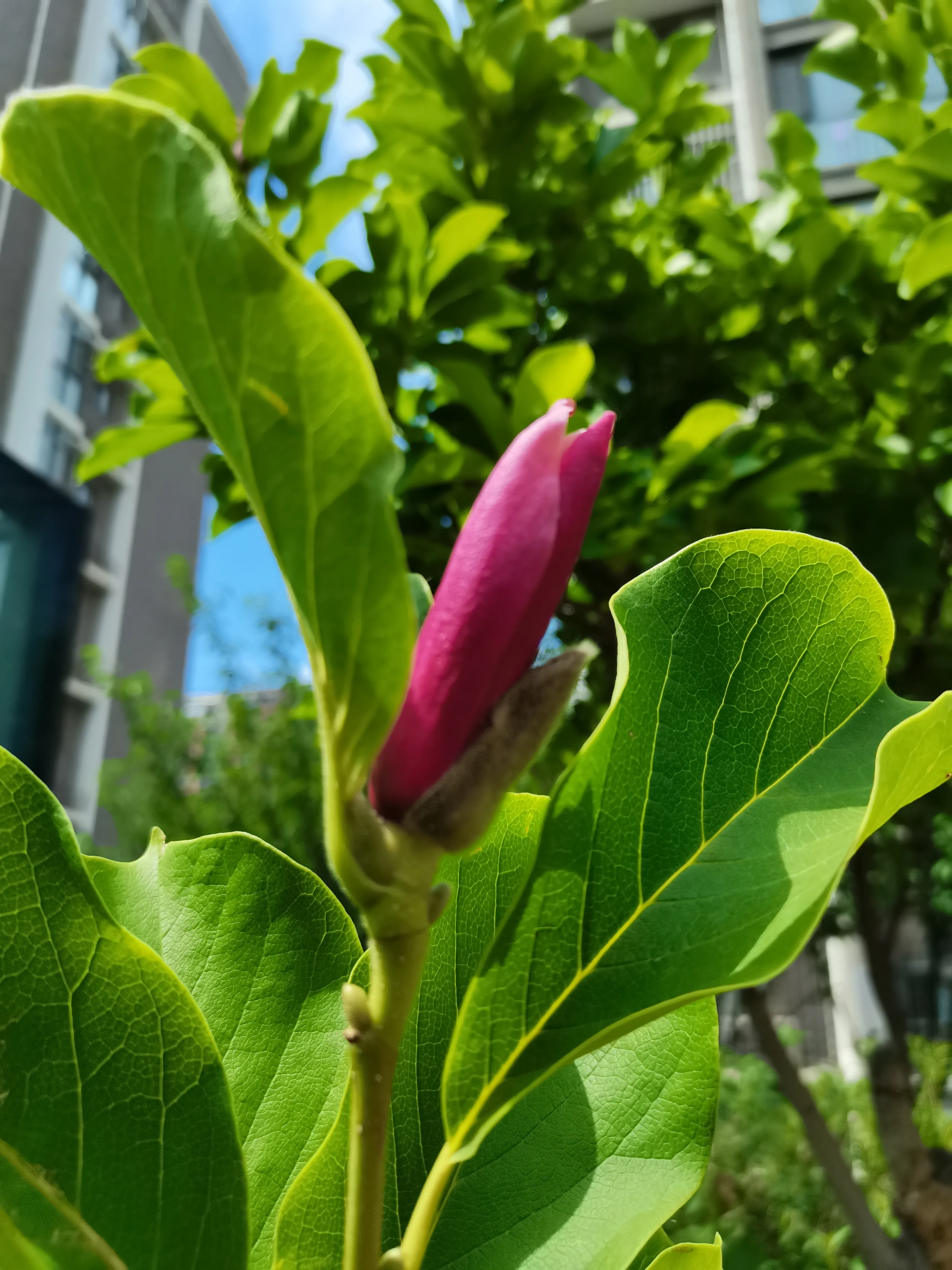 夏日花花大合集 罕见 紫玉兰 花开二度 玉兰是早春花 花期一般在3一4月 二乔玉兰有一种复花的特性 在夏季再次开花 紫 天天看点