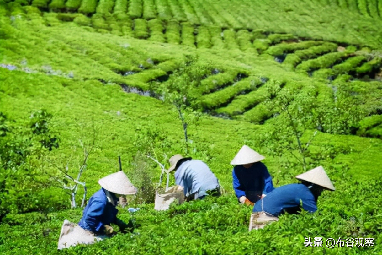 头条内里
卖茶叶的（头条内里
卖茶叶的叫什么）《头条卖茶叶的怎么样》