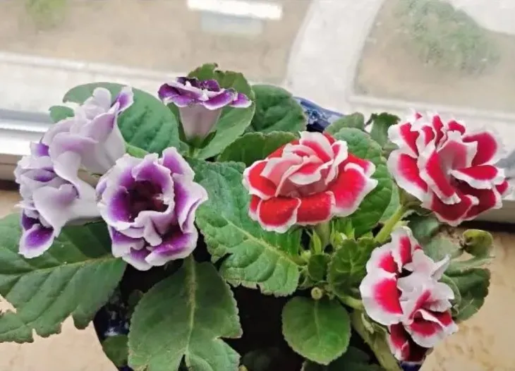 網購2顆耐陰大岩桐 看看夏天開的如何 想在廚房的窗台上養盆花 大多數開花的植物都需要陽光的 大岩桐比較耐陰 正好符合我的