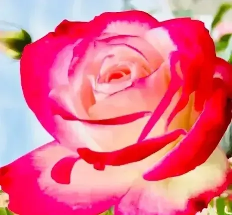 分享图片 红双喜月季花一花多色 娇艳欲滴 五彩缤纷 光彩夺目 花色迷人 令人沉醉 头条君我要流量 头号周刊 台青 天天看点