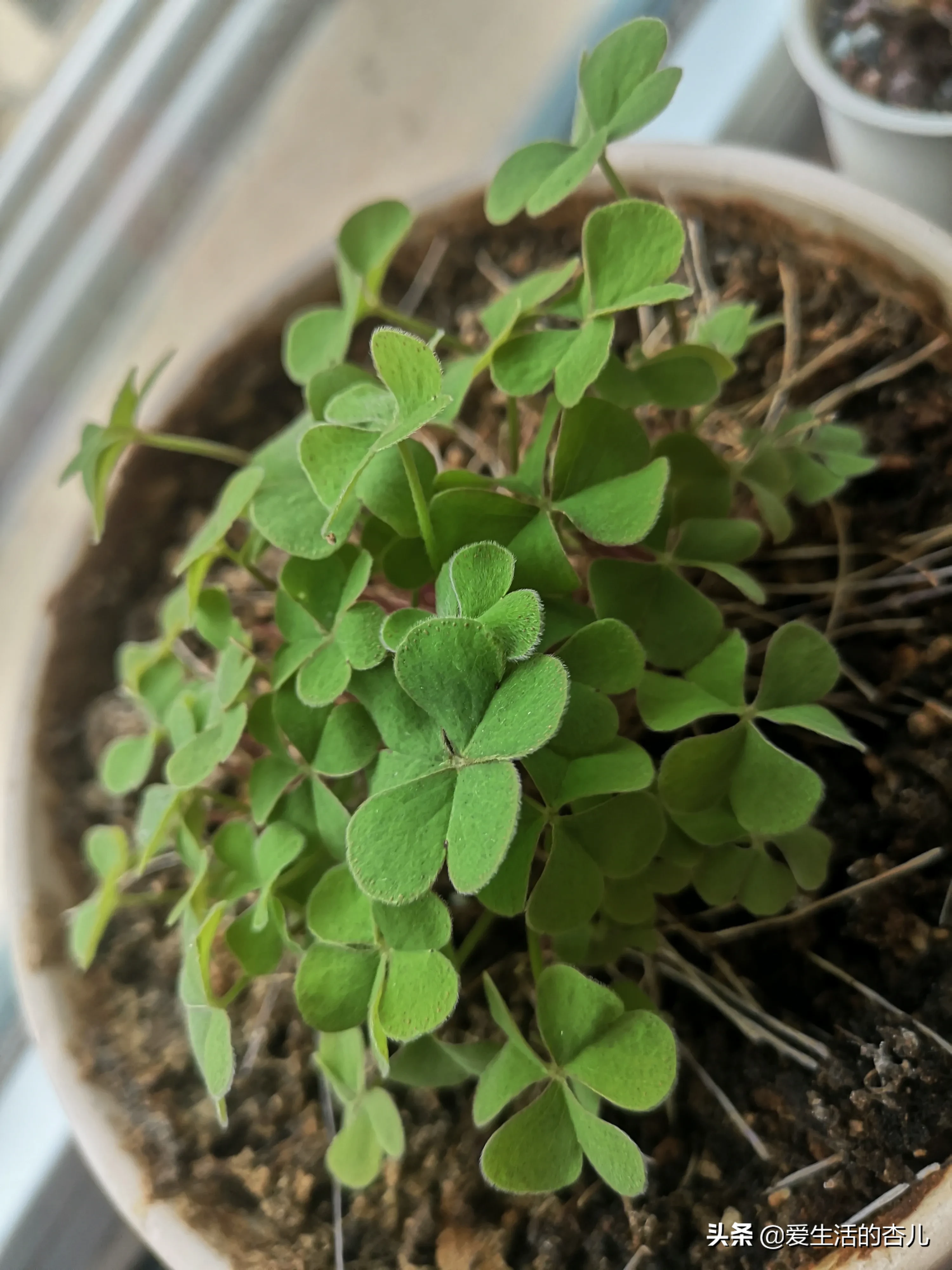 春夏秋冬 剪掉一茬 再生一茬 我的酢浆草 每天看看 心生欢喜 天天看点