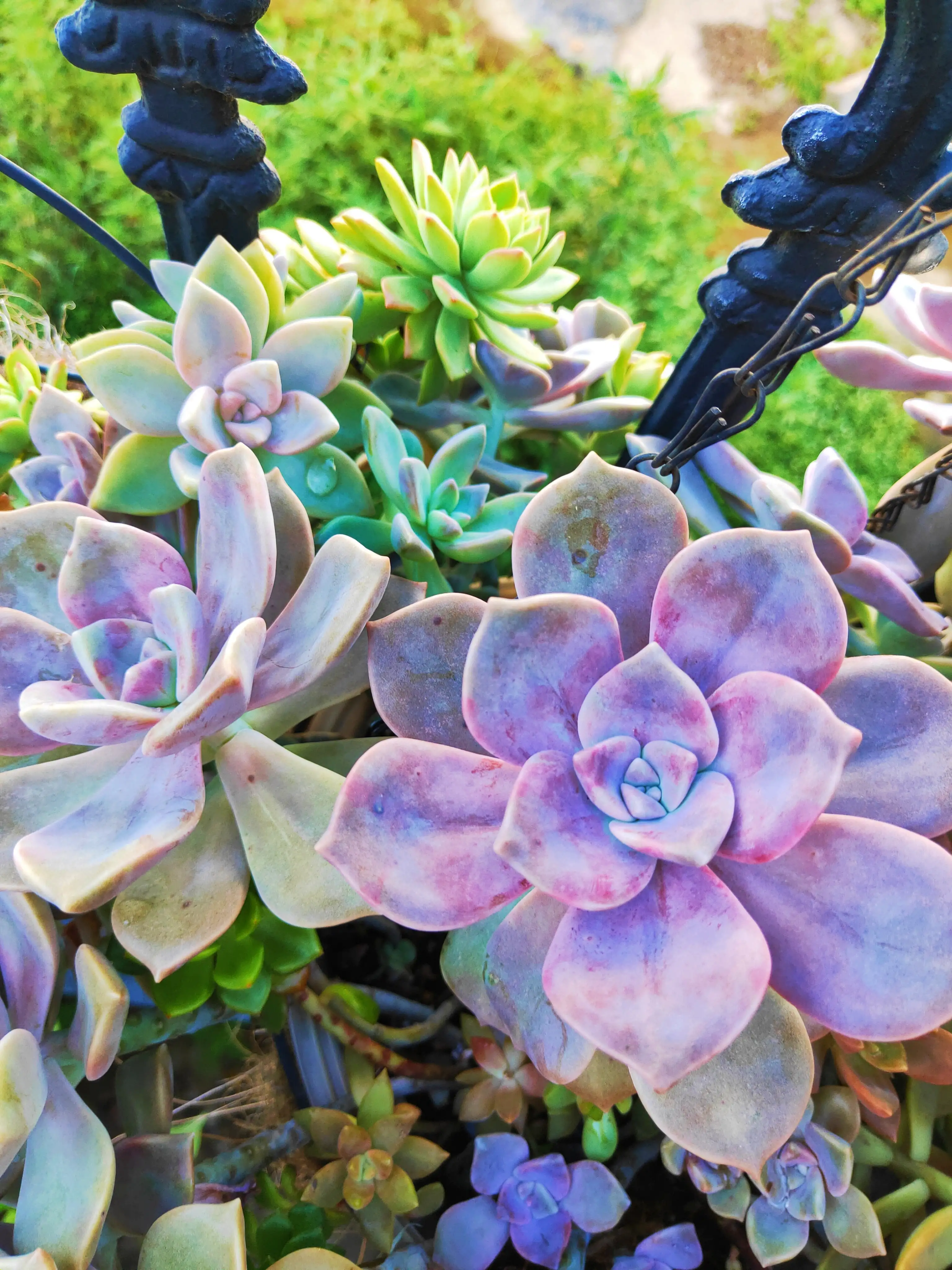 多肉 那些你一眼就喜欢上的花 喜欢这些好养的紫乐 从叶插开始 两年多 夏天紫色依旧 水大也放事 适合露养 天天看点