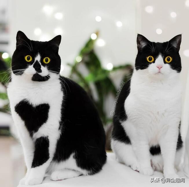 宾士猫其实就是常见的黑白猫,它们拥有黑白相间的毛色,还有活泼好动的
