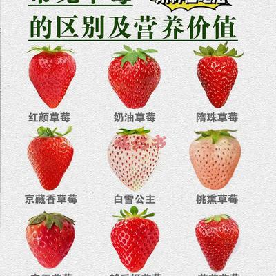 常见草莓的区别和吃法