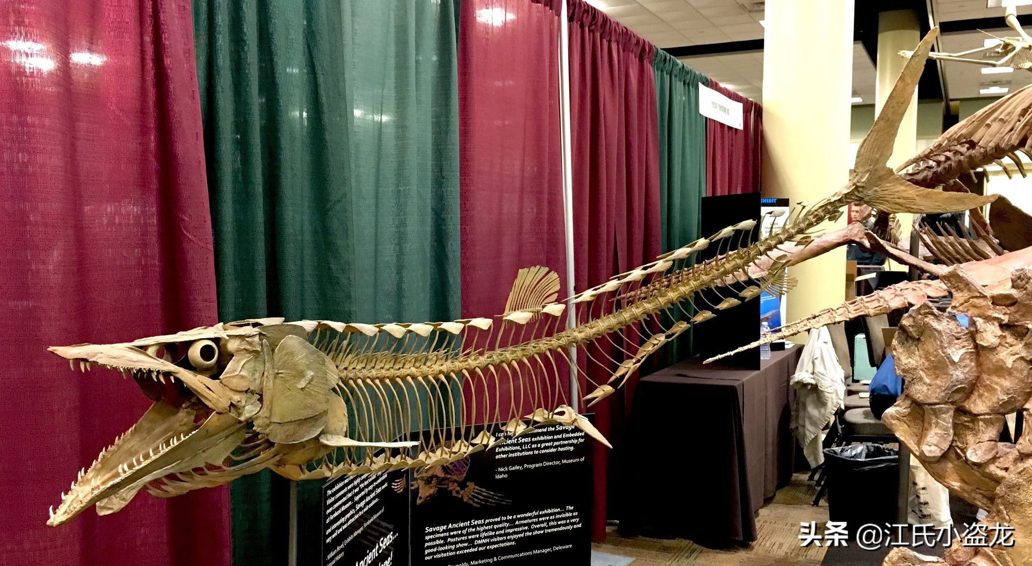 我來科普 小盜龍說 白垩紀的近海小霸王 白垩魚 白垩紀的海洋中不乏各種兇猛的海怪 從長脖子的蛇頸龍類 到吞噬一切的